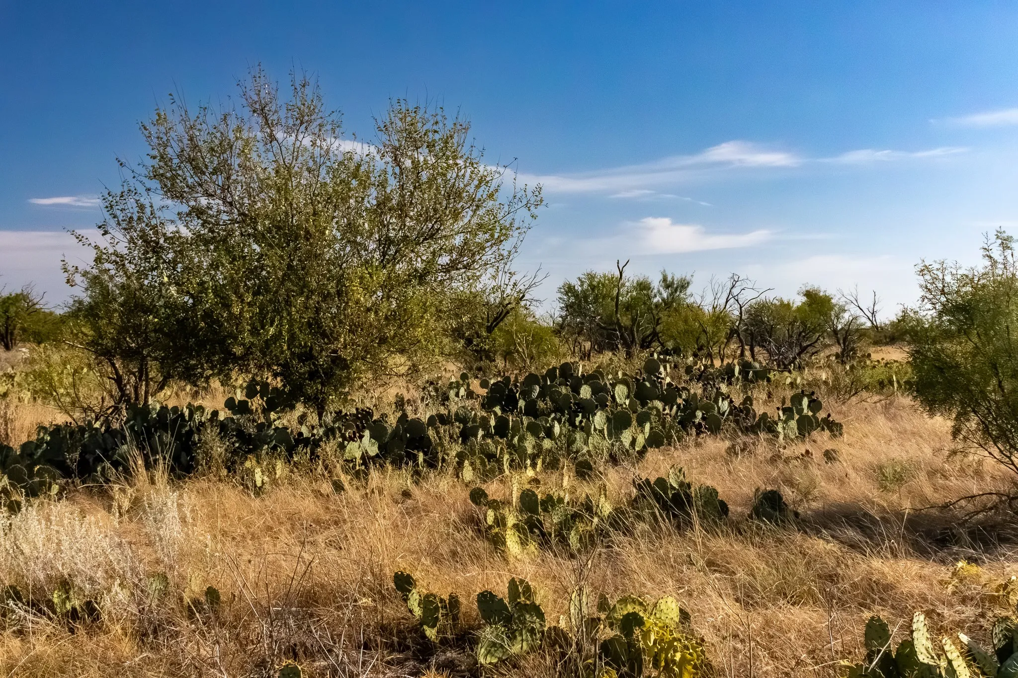 View of undeveloped land