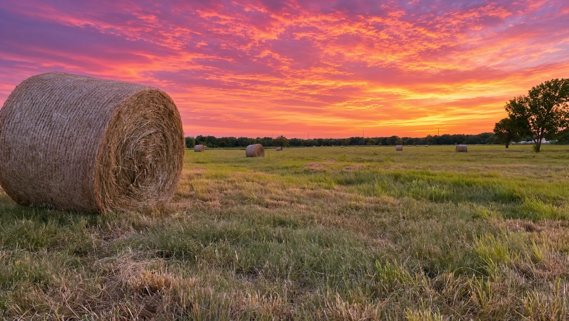 Expansive field with natural grass and scattered hay bales