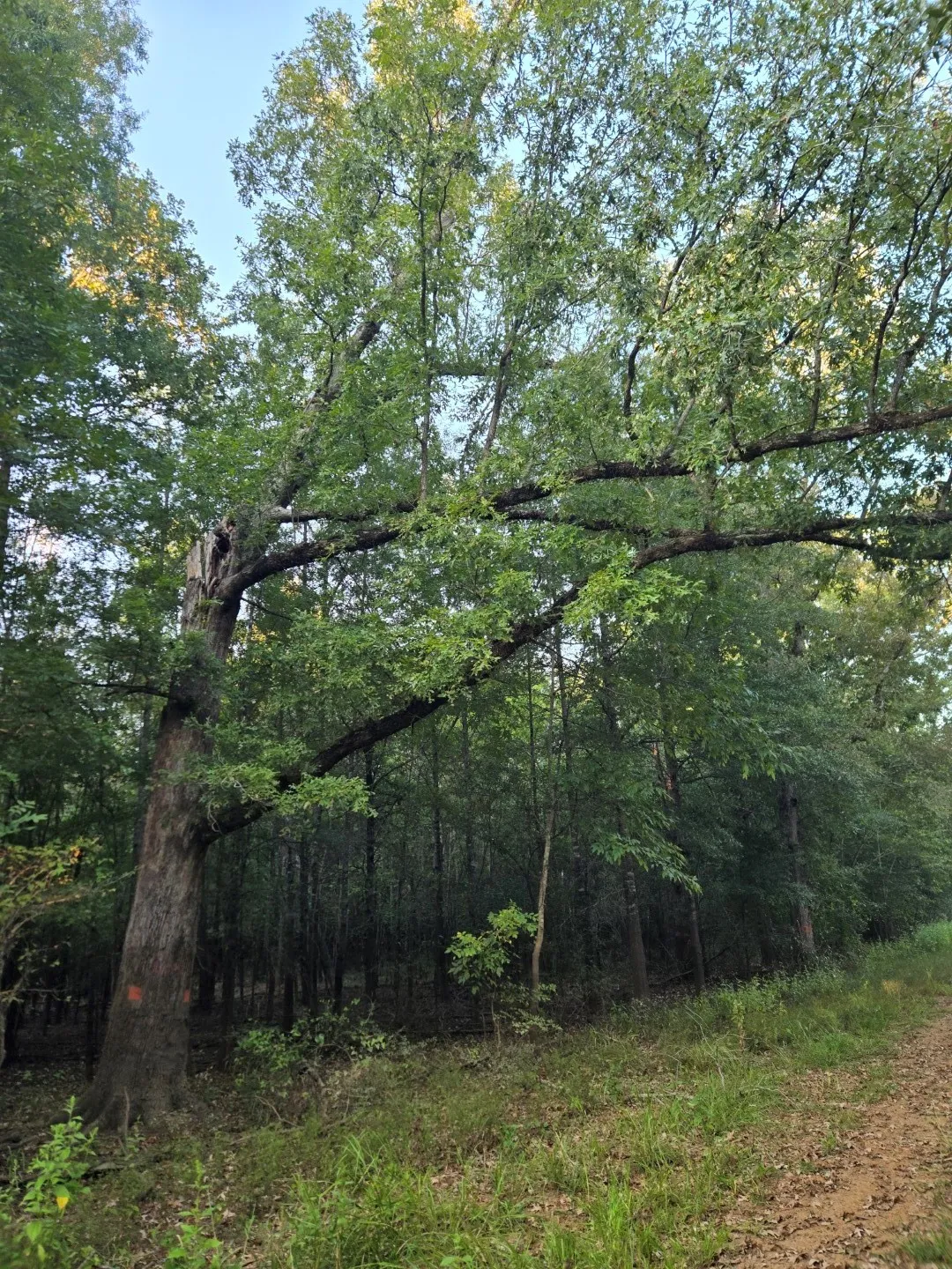 Unimproved Land For Sale in Panola County , TBD-1 FM 2517, Carthage, Texas 75633, 0, 0, Garage spaces, 0 Sqft, built in 0, mls#21060290, Real Estate Agent in Carthage, Homes For Sale in Panola county, Homes For Sale in Carthage, Realtor in Carthage Texas, Real Estate Brokerage Independent Realty Texas, Luminita Cordes Realtor