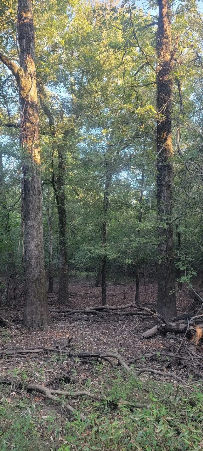 Unimproved Land For Sale in Panola County , TBD-1 FM 2517, Carthage, Texas 75633, 0, 0, Garage spaces, 0 Sqft, built in 0, mls#21060290, Real Estate Agent in Carthage, Homes For Sale in Panola county, Homes For Sale in Carthage, Realtor in Carthage Texas, Real Estate Brokerage Independent Realty Texas, Luminita Cordes Realtor