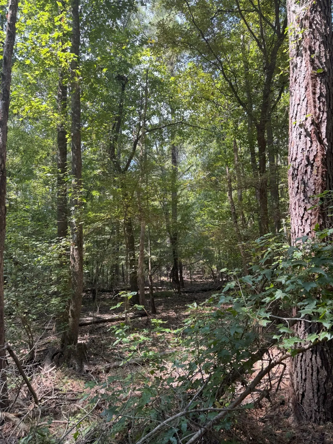 Unimproved Land For Sale in Panola County , TBD-1 FM 2517, Carthage, Texas 75633, 0, 0, Garage spaces, 0 Sqft, built in 0, mls#21060290, Real Estate Agent in Carthage, Homes For Sale in Panola county, Homes For Sale in Carthage, Realtor in Carthage Texas, Real Estate Brokerage Independent Realty Texas, Luminita Cordes Realtor