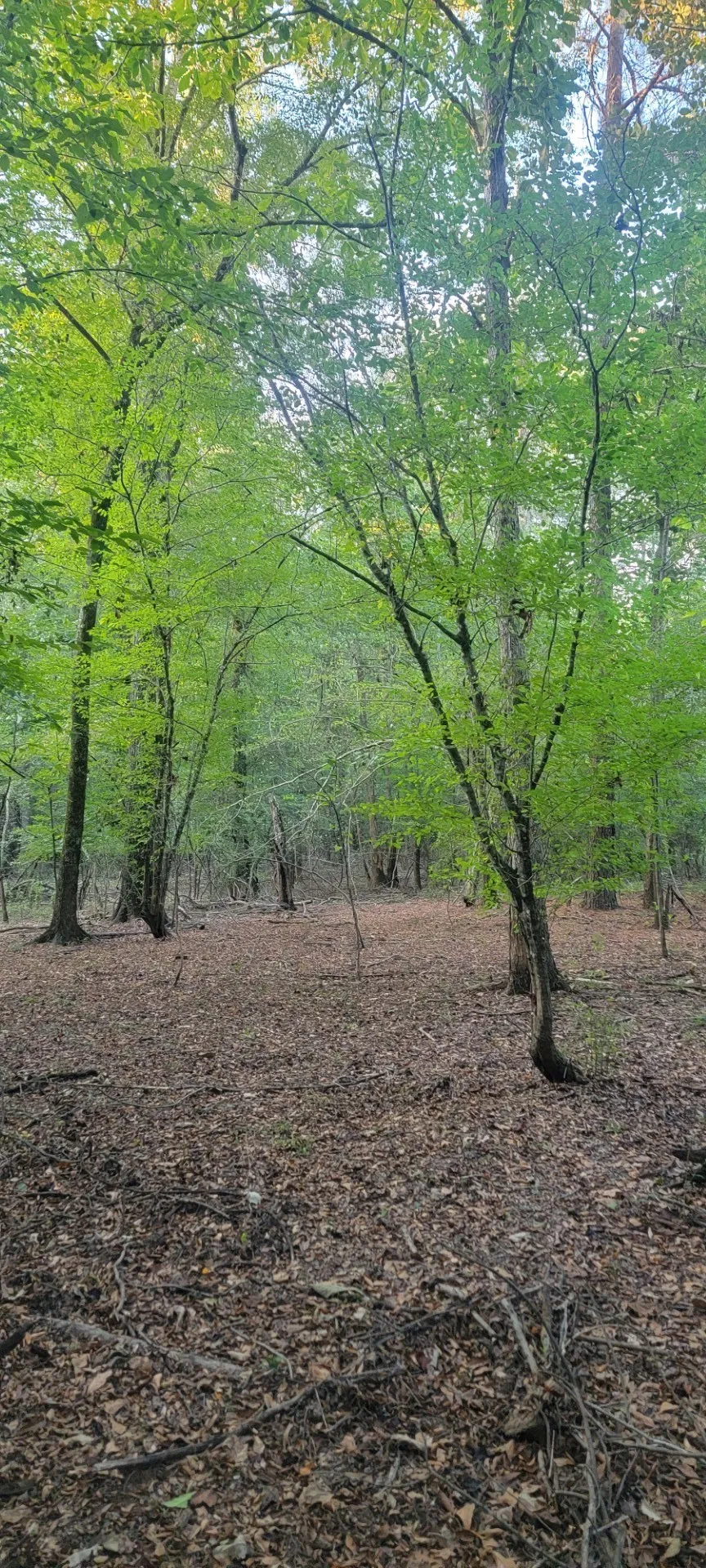 Unimproved Land For Sale in Panola County , TBD-1 FM 2517, Carthage, Texas 75633, 0, 0, Garage spaces, 0 Sqft, built in 0, mls#21060290, Real Estate Agent in Carthage, Homes For Sale in Panola county, Homes For Sale in Carthage, Realtor in Carthage Texas, Real Estate Brokerage Independent Realty Texas, Luminita Cordes Realtor