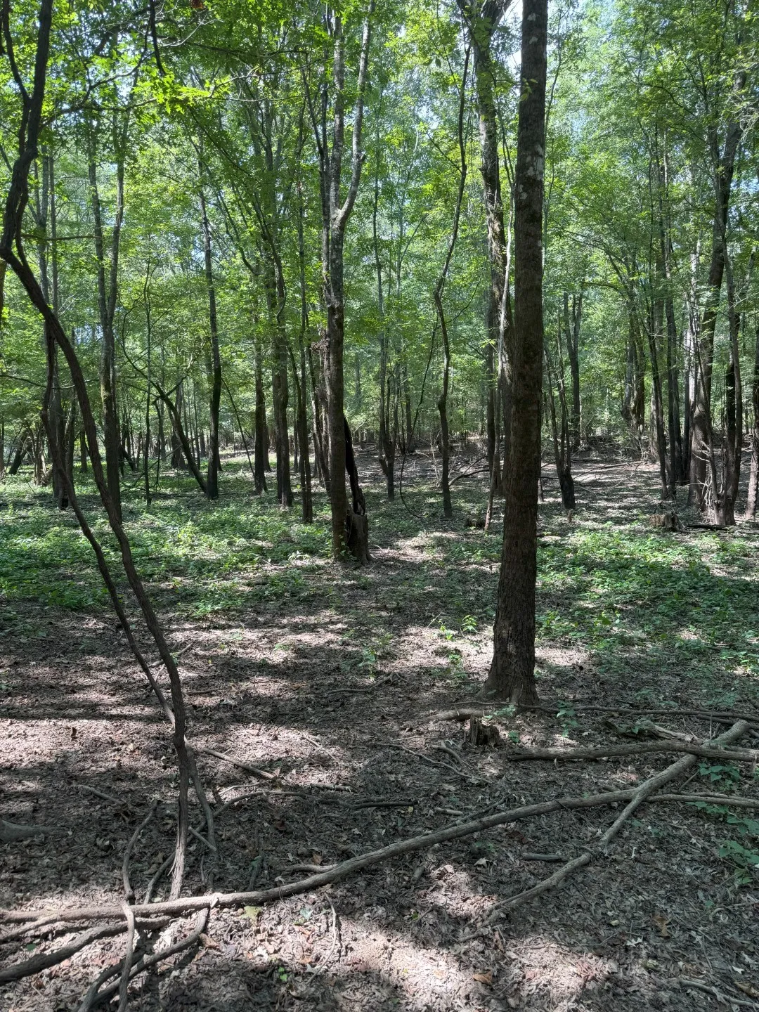 Unimproved Land For Sale in Panola County , TBD-1 FM 2517, Carthage, Texas 75633, 0, 0, Garage spaces, 0 Sqft, built in 0, mls#21060290, Real Estate Agent in Carthage, Homes For Sale in Panola county, Homes For Sale in Carthage, Realtor in Carthage Texas, Real Estate Brokerage Independent Realty Texas, Luminita Cordes Realtor