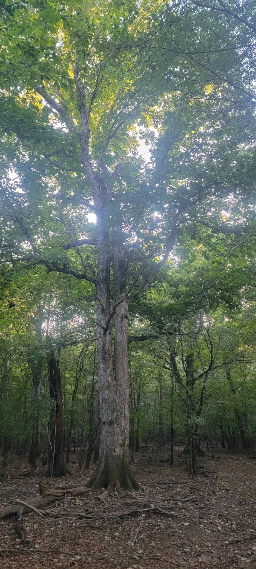 Unimproved Land For Sale in Panola County , TBD-1 FM 2517, Carthage, Texas 75633, 0, 0, Garage spaces, 0 Sqft, built in 0, mls#21060290, Real Estate Agent in Carthage, Homes For Sale in Panola county, Homes For Sale in Carthage, Realtor in Carthage Texas, Real Estate Brokerage Independent Realty Texas, Luminita Cordes Realtor