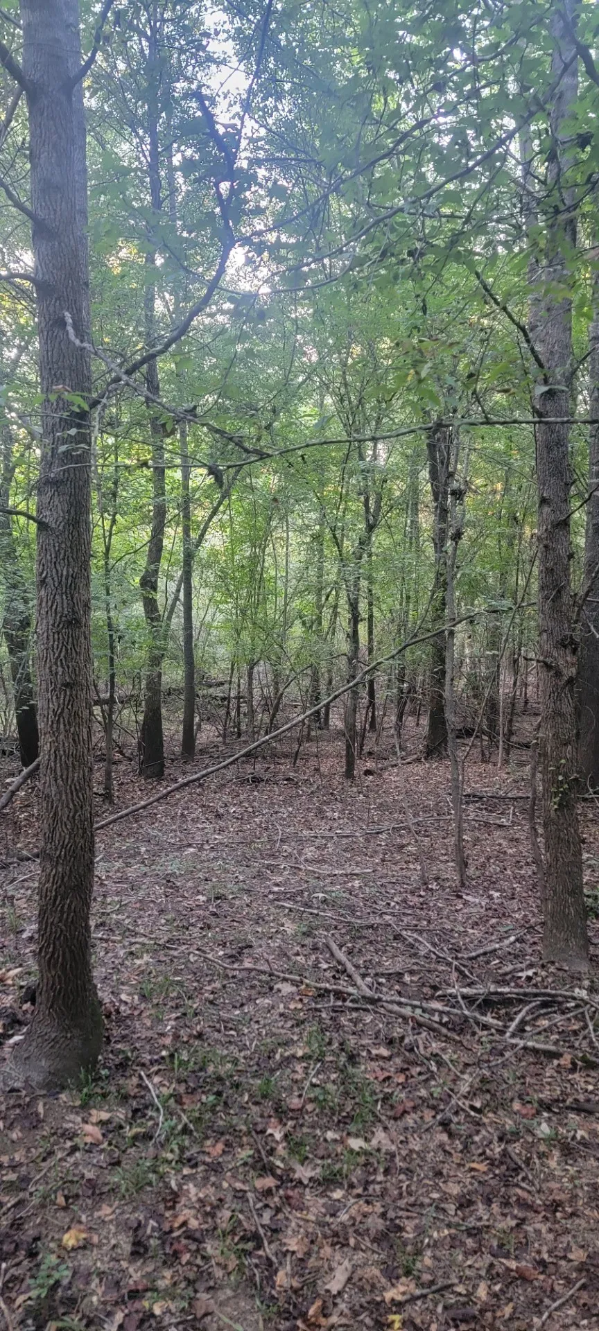 Unimproved Land For Sale in Panola County , TBD-1 FM 2517, Carthage, Texas 75633, 0, 0, Garage spaces, 0 Sqft, built in 0, mls#21060290, Real Estate Agent in Carthage, Homes For Sale in Panola county, Homes For Sale in Carthage, Realtor in Carthage Texas, Real Estate Brokerage Independent Realty Texas, Luminita Cordes Realtor