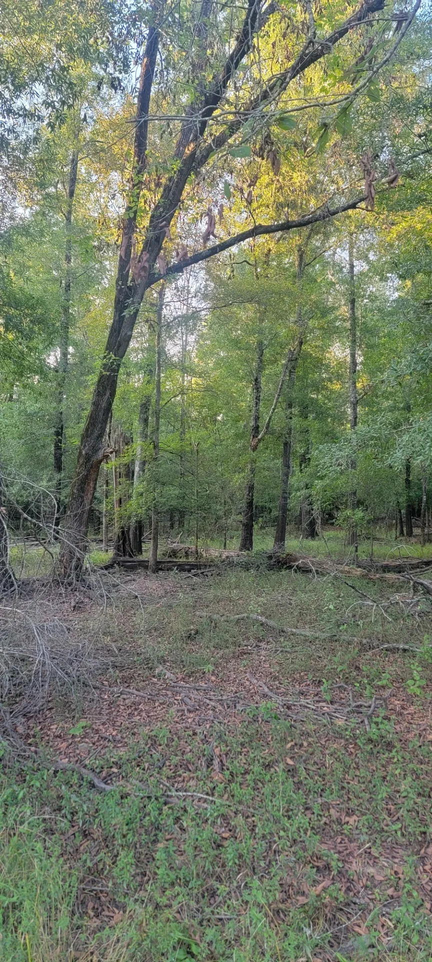 Unimproved Land For Sale in Panola County , TBD-1 FM 2517, Carthage, Texas 75633, 0, 0, Garage spaces, 0 Sqft, built in 0, mls#21060290, Real Estate Agent in Carthage, Homes For Sale in Panola county, Homes For Sale in Carthage, Realtor in Carthage Texas, Real Estate Brokerage Independent Realty Texas, Luminita Cordes Realtor