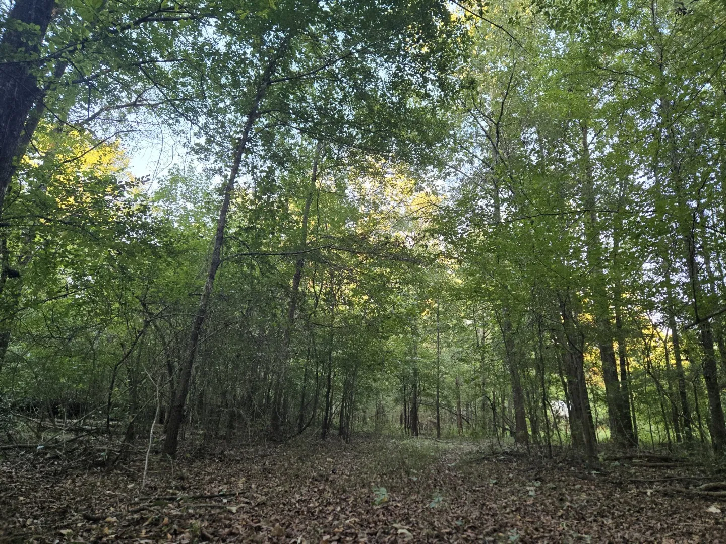 Unimproved Land For Sale in Panola County , TBD-1 FM 2517, Carthage, Texas 75633, 0, 0, Garage spaces, 0 Sqft, built in 0, mls#21060290, Real Estate Agent in Carthage, Homes For Sale in Panola county, Homes For Sale in Carthage, Realtor in Carthage Texas, Real Estate Brokerage Independent Realty Texas, Luminita Cordes Realtor