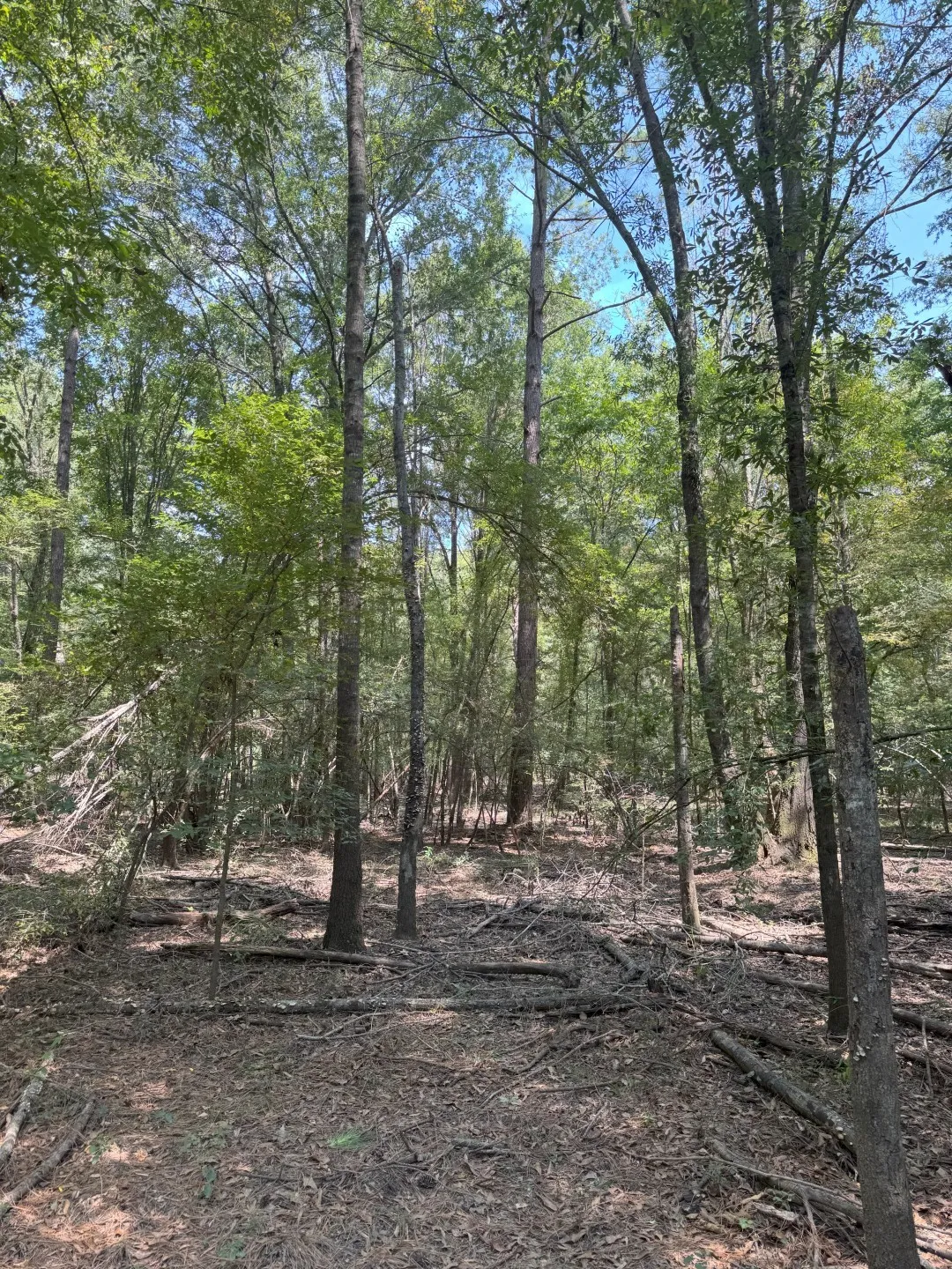 Unimproved Land For Sale in Panola County , TBD-1 FM 2517, Carthage, Texas 75633, 0, 0, Garage spaces, 0 Sqft, built in 0, mls#21060290, Real Estate Agent in Carthage, Homes For Sale in Panola county, Homes For Sale in Carthage, Realtor in Carthage Texas, Real Estate Brokerage Independent Realty Texas, Luminita Cordes Realtor