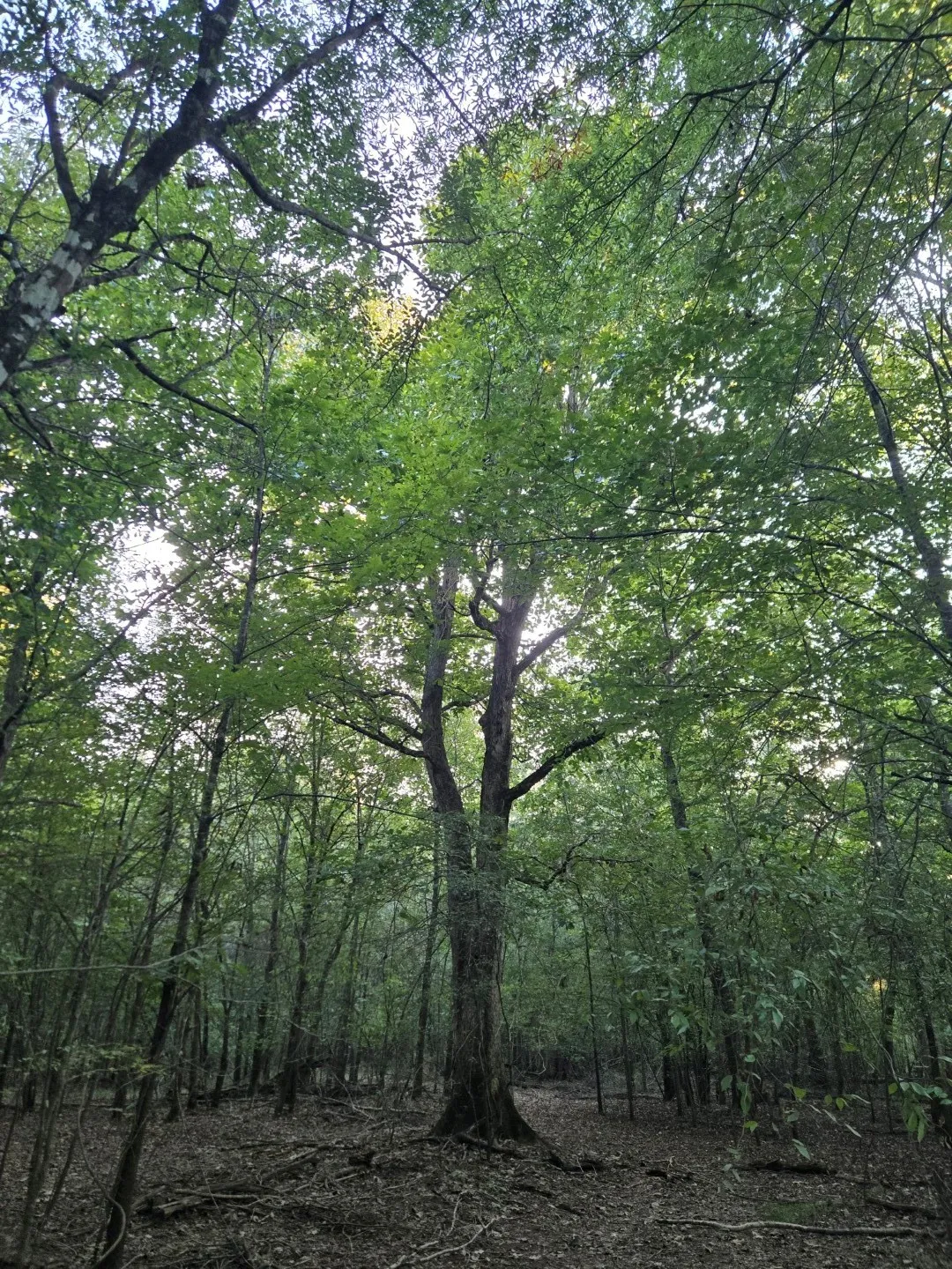 Unimproved Land For Sale in Panola County , TBD-1 FM 2517, Carthage, Texas 75633, 0, 0, Garage spaces, 0 Sqft, built in 0, mls#21060290, Real Estate Agent in Carthage, Homes For Sale in Panola county, Homes For Sale in Carthage, Realtor in Carthage Texas, Real Estate Brokerage Independent Realty Texas, Luminita Cordes Realtor