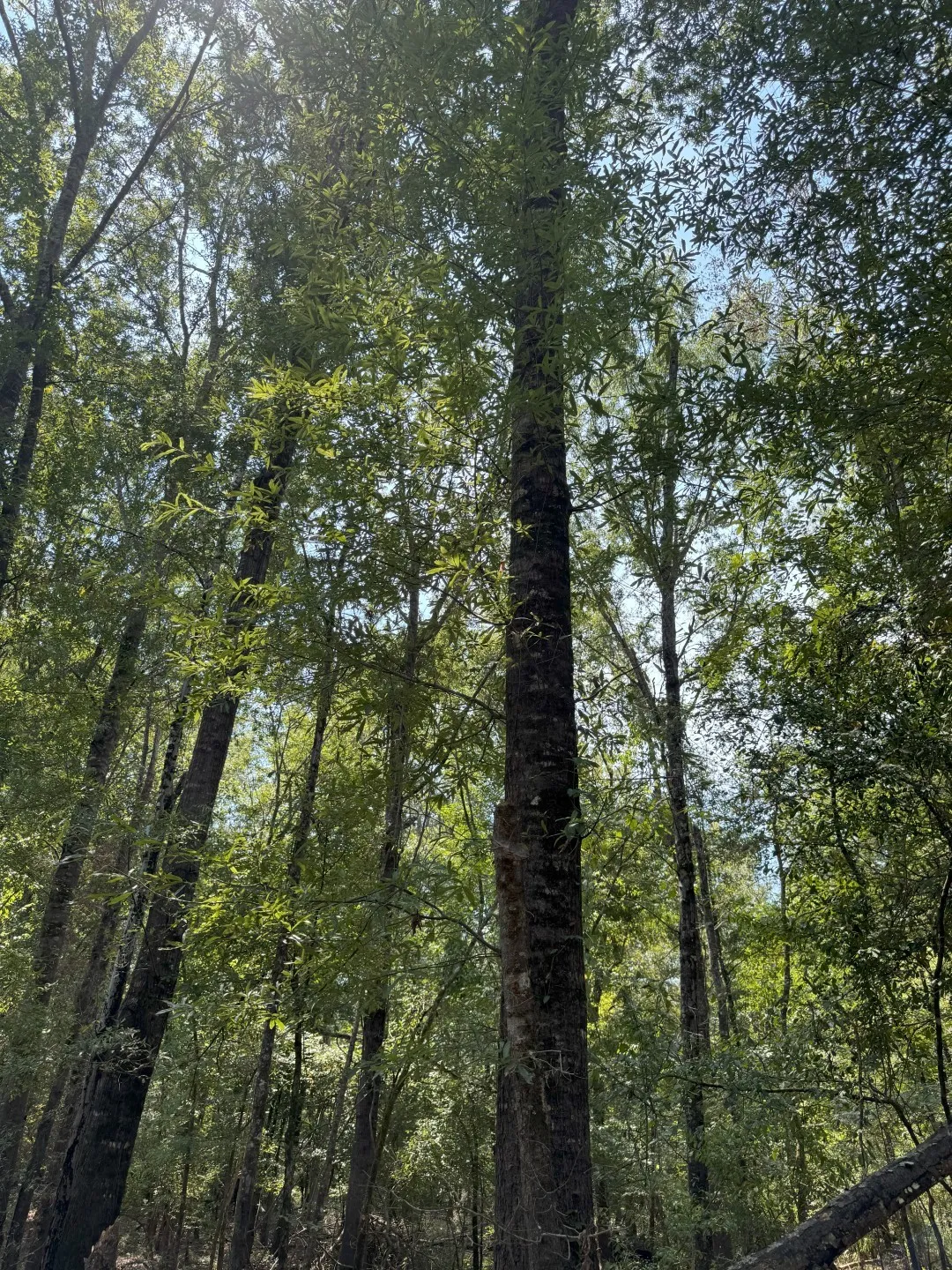 Unimproved Land For Sale in Panola County , TBD-1 FM 2517, Carthage, Texas 75633, 0, 0, Garage spaces, 0 Sqft, built in 0, mls#21060290, Real Estate Agent in Carthage, Homes For Sale in Panola county, Homes For Sale in Carthage, Realtor in Carthage Texas, Real Estate Brokerage Independent Realty Texas, Luminita Cordes Realtor