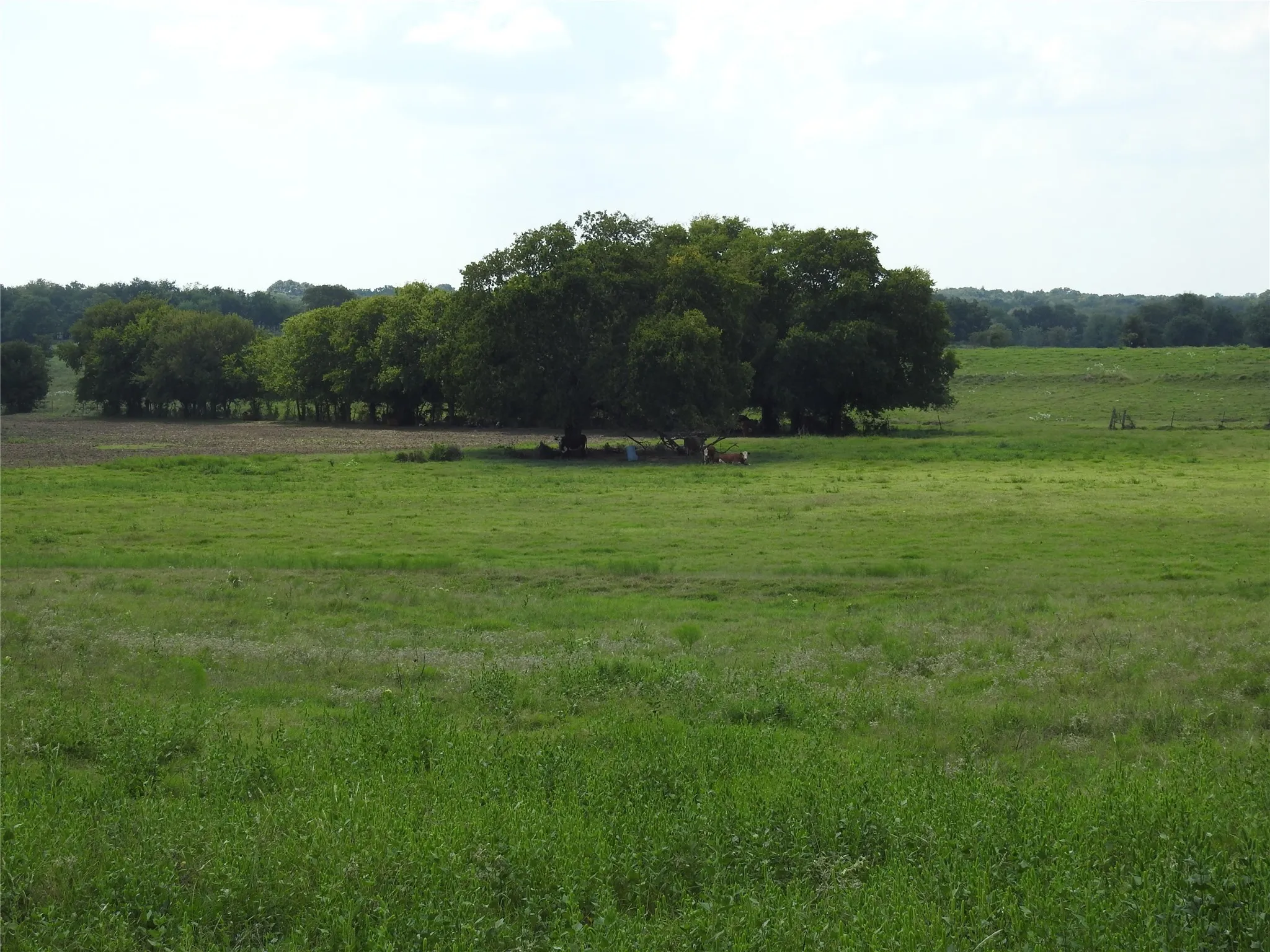 Unimproved Land For Sale in Fannin County , TBD County Road 4040, Ector, Texas 75439, 0, 0, Garage spaces, 0 Sqft, built in 0, mls#21056352, Real Estate Agent in Ector, Homes For Sale in Fannin county, Homes For Sale in Ector, Realtor in Ector Texas, Real Estate Brokerage Independent Realty Texas, Luminita Cordes Realtor