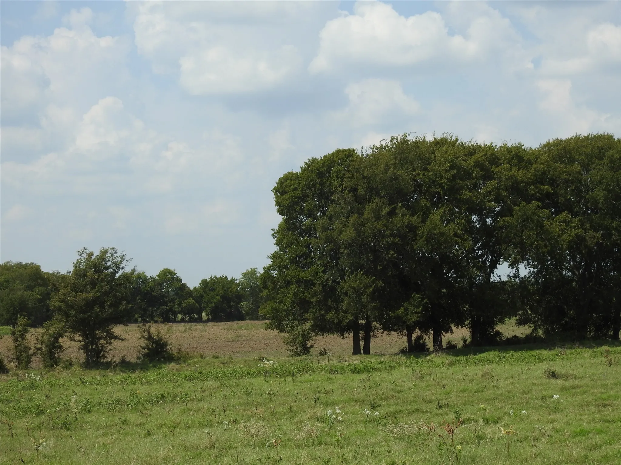 Unimproved Land For Sale in Fannin County , TBD County Road 4040, Ector, Texas 75439, 0, 0, Garage spaces, 0 Sqft, built in 0, mls#21056352, Real Estate Agent in Ector, Homes For Sale in Fannin county, Homes For Sale in Ector, Realtor in Ector Texas, Real Estate Brokerage Independent Realty Texas, Luminita Cordes Realtor
