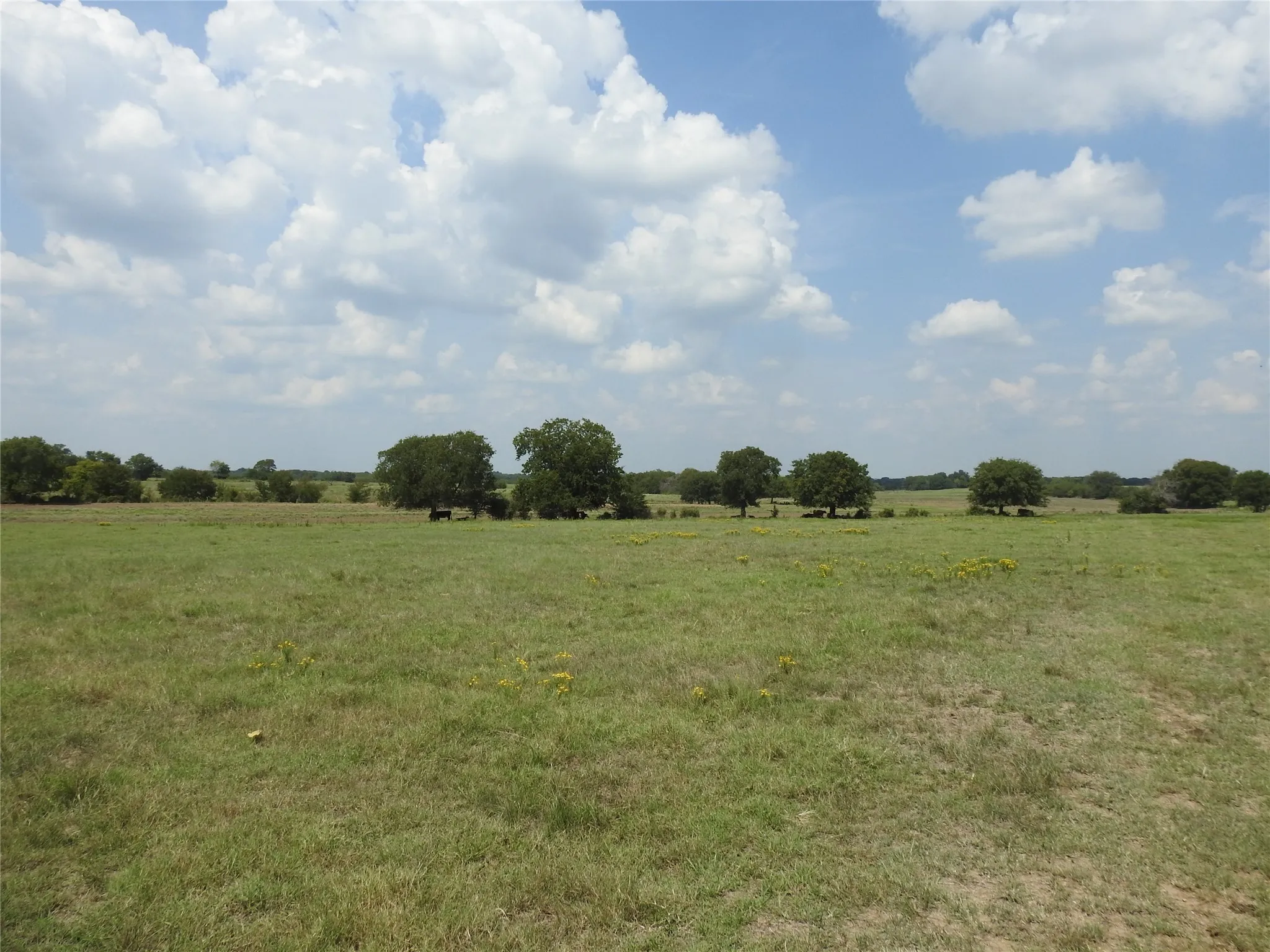 Cattle under the scattered trees.