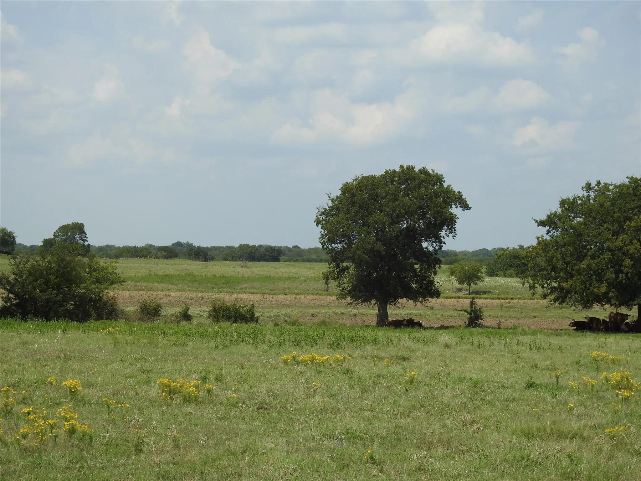 Unimproved Land For Sale in Fannin County , TBD County Road 4040, Ector, Texas 75439, 0, 0, Garage spaces, 0 Sqft, built in 0, mls#21056352, Real Estate Agent in Ector, Homes For Sale in Fannin county, Homes For Sale in Ector, Realtor in Ector Texas, Real Estate Brokerage Independent Realty Texas, Luminita Cordes Realtor