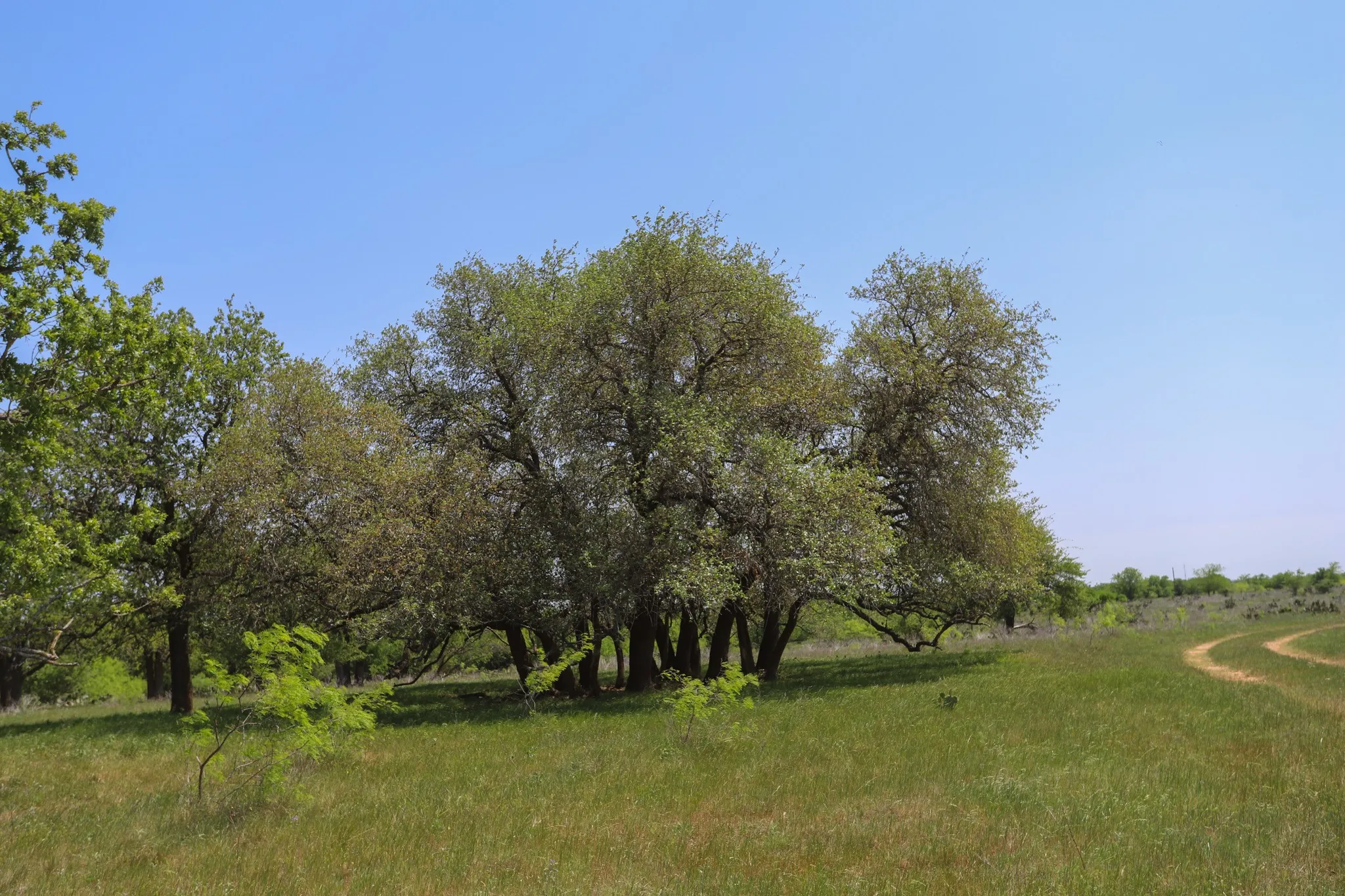 Ranch For Sale in Coryell County , tbd Oglesby Neff Park Road, Moody, Texas 76557, 0, 0, Garage spaces, 0 Sqft, built in 0, mls#21060771, Real Estate Agent in Moody, Homes For Sale in Coryell county, Homes For Sale in Moody, Realtor in Moody Texas, Real Estate Brokerage Independent Realty Texas, Luminita Cordes Realtor