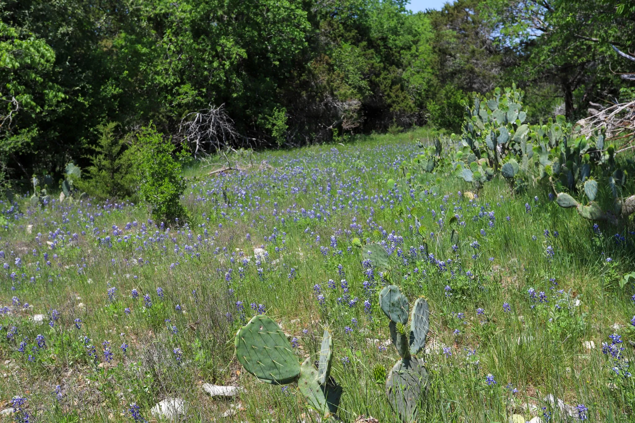 Ranch For Sale in Coryell County , tbd Oglesby Neff Park Road, Moody, Texas 76557, 0, 0, Garage spaces, 0 Sqft, built in 0, mls#21060771, Real Estate Agent in Moody, Homes For Sale in Coryell county, Homes For Sale in Moody, Realtor in Moody Texas, Real Estate Brokerage Independent Realty Texas, Luminita Cordes Realtor
