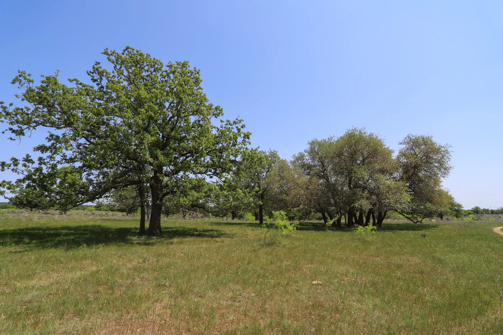 Ranch For Sale in Coryell County , tbd Oglesby Neff Park Road, Moody, Texas 76557, 0, 0, Garage spaces, 0 Sqft, built in 0, mls#21060771, Real Estate Agent in Moody, Homes For Sale in Coryell county, Homes For Sale in Moody, Realtor in Moody Texas, Real Estate Brokerage Independent Realty Texas, Luminita Cordes Realtor