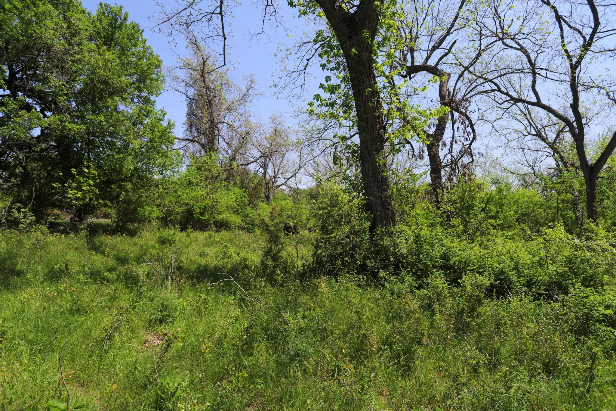 Ranch For Sale in Coryell County , tbd Oglesby Neff Park Road, Moody, Texas 76557, 0, 0, Garage spaces, 0 Sqft, built in 0, mls#21060771, Real Estate Agent in Moody, Homes For Sale in Coryell county, Homes For Sale in Moody, Realtor in Moody Texas, Real Estate Brokerage Independent Realty Texas, Luminita Cordes Realtor