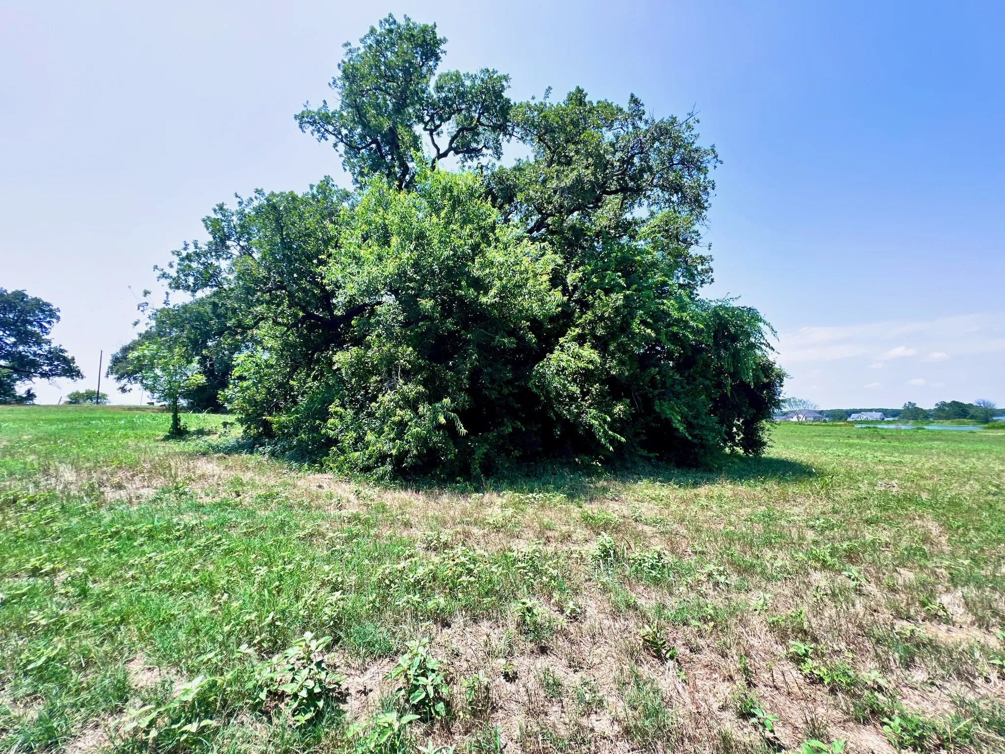 Unimproved Land For Sale in Navarro County , Lot 73 SE County Road 3150, Corsicana, Texas 75109, 0, 0, Garage spaces, 0 Sqft, built in 0, mls#21058571, Real Estate Agent in Corsicana, Homes For Sale in Navarro county, Homes For Sale in Corsicana, Realtor in Corsicana Texas, Real Estate Brokerage Independent Realty Texas, Luminita Cordes Realtor