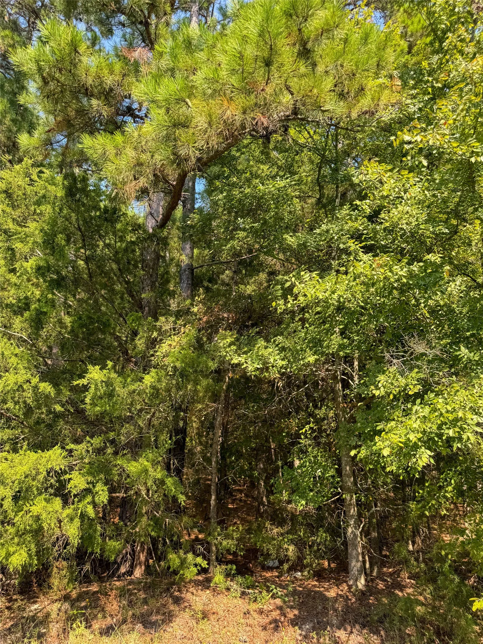 View of wooded area