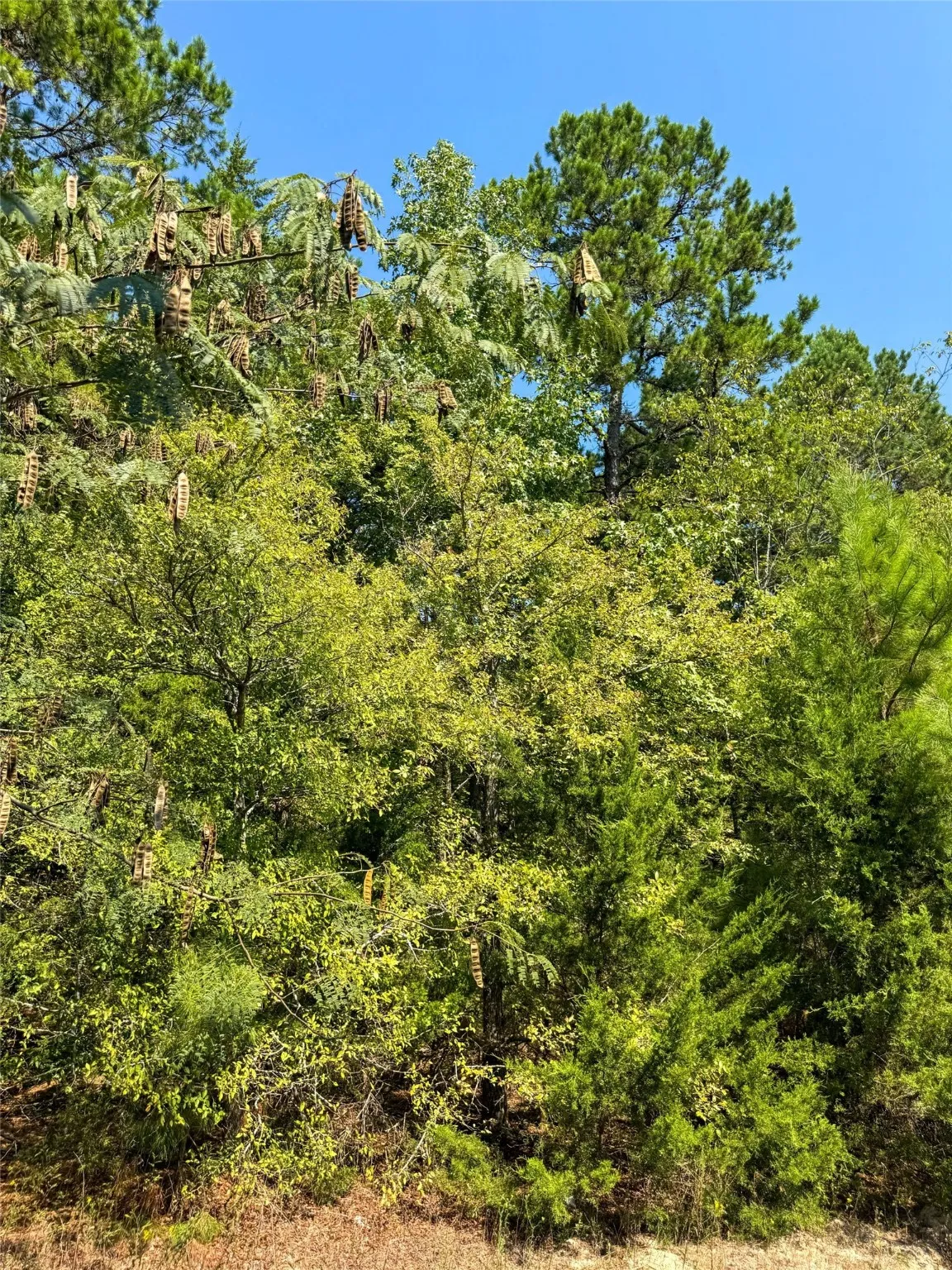 View of tree filled area