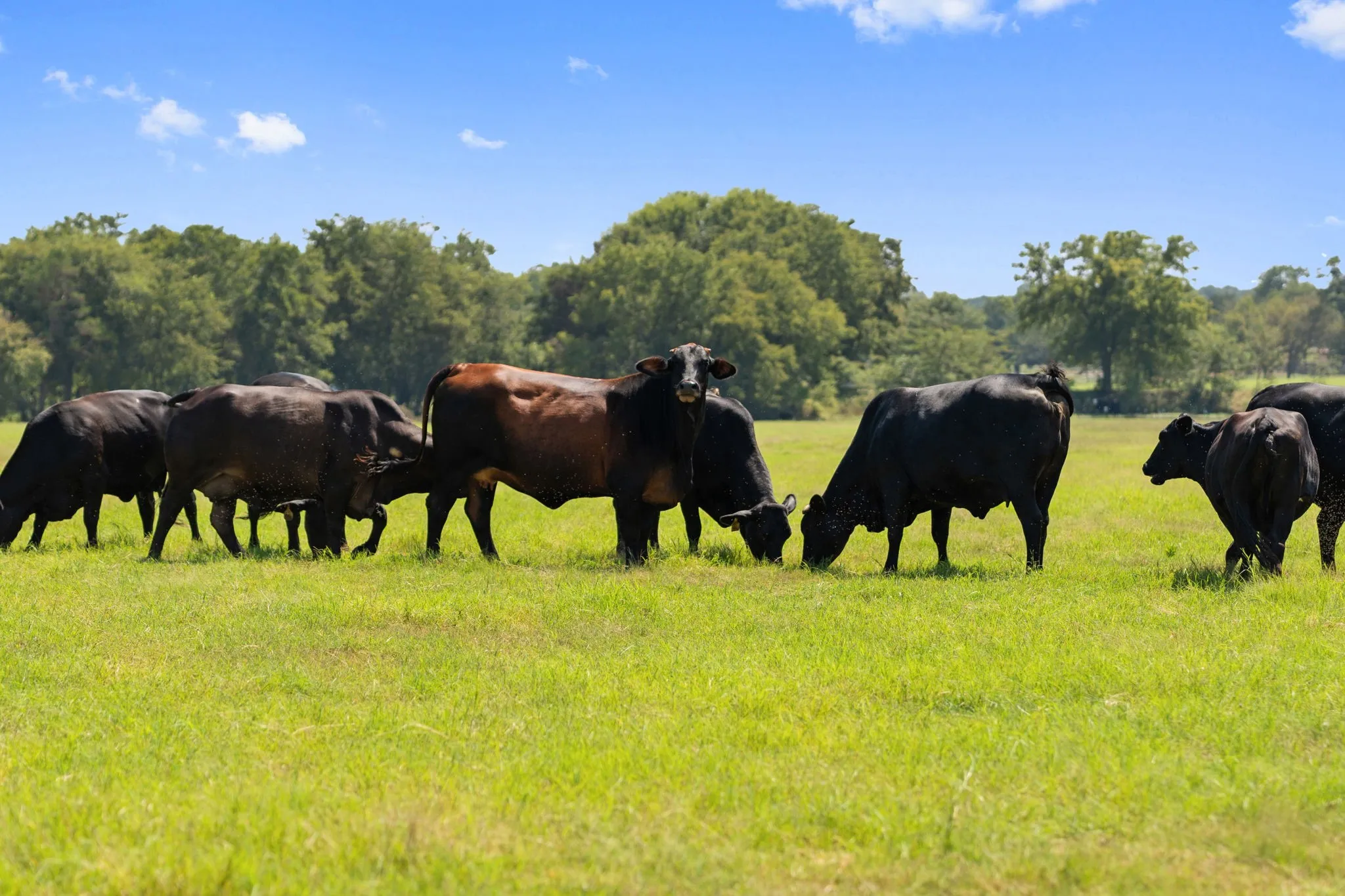Farm For Sale in Cooke County , 204 Cr 107, Whitesboro, Texas 76273, 2 Bedroom, 2 Bathroom, Garage spaces, 1,176 Sqft, built in 2009, mls#21060936, Real Estate Agent in Whitesboro, Homes For Sale in Cooke county, Homes For Sale in Whitesboro, Realtor in Whitesboro Texas, Real Estate Brokerage Independent Realty Texas, Luminita Cordes Realtor