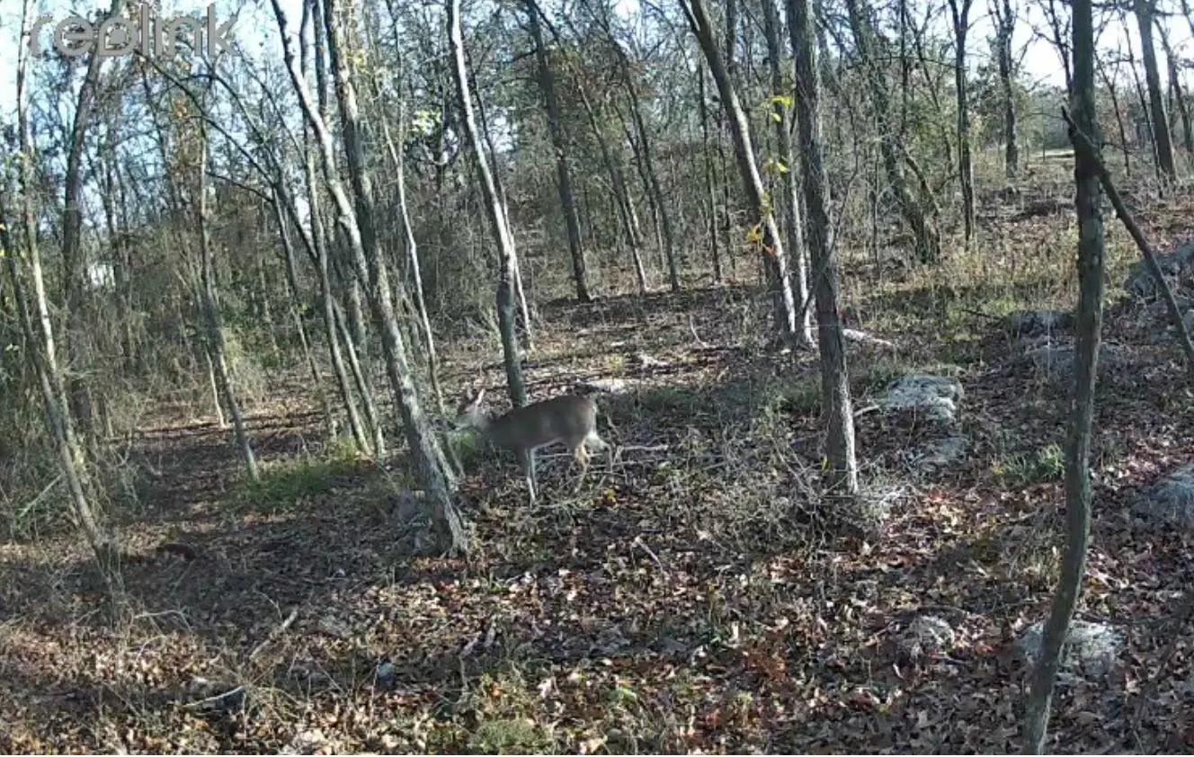 Unimproved Land For Sale in Hopkins County , Lot 37 Nicklaus Drive, Sulphur Springs, Texas 75482, 0, 0, Garage spaces, 0 Sqft, built in 0, mls#21057802, Real Estate Agent in Sulphur Springs, Homes For Sale in Hopkins county, Homes For Sale in Sulphur Springs, Realtor in Sulphur Springs Texas, Real Estate Brokerage Independent Realty Texas, Luminita Cordes Realtor
