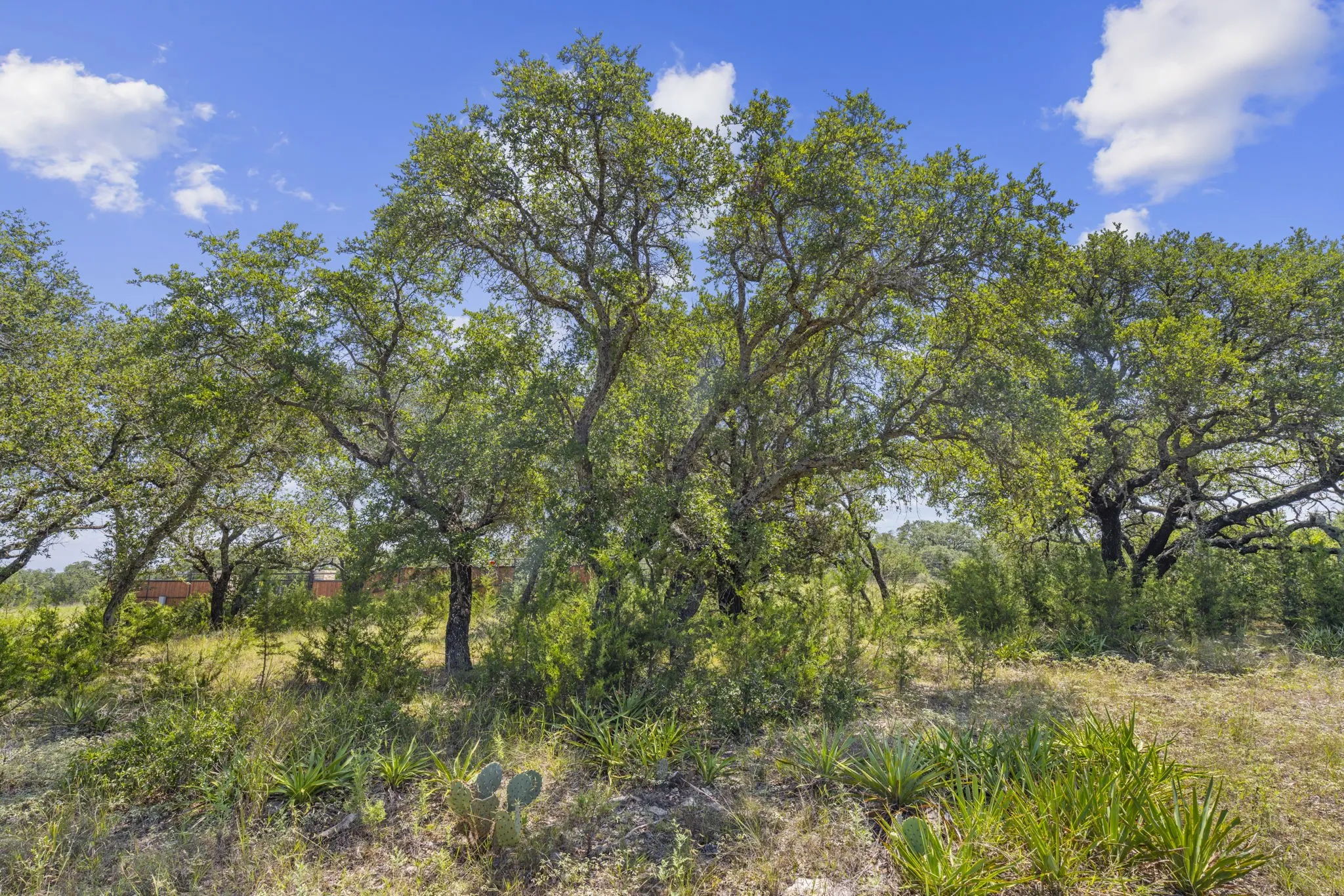 View of undeveloped land