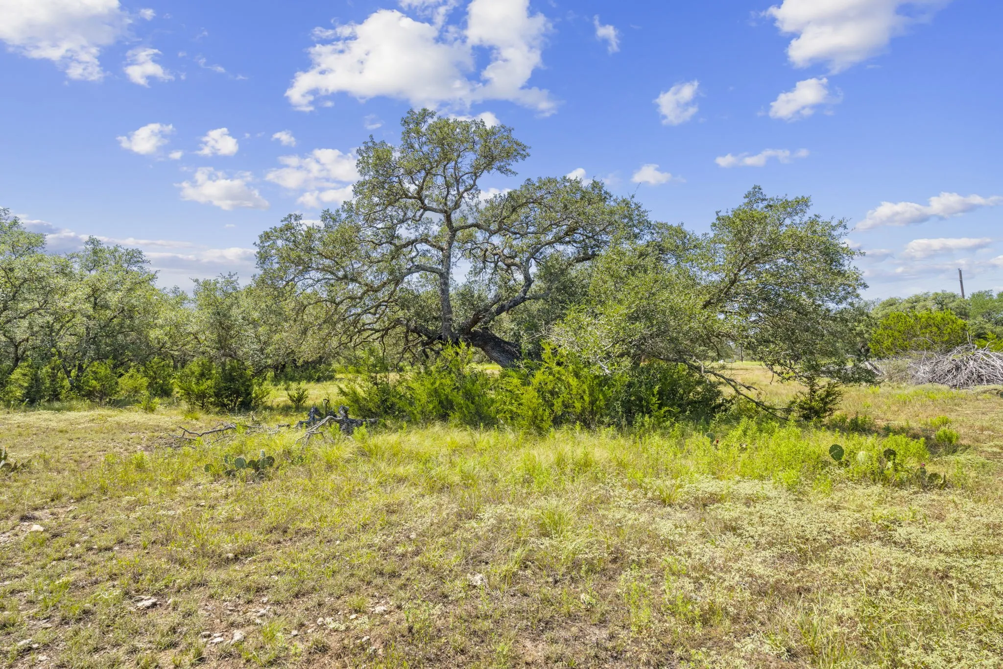 View of nature