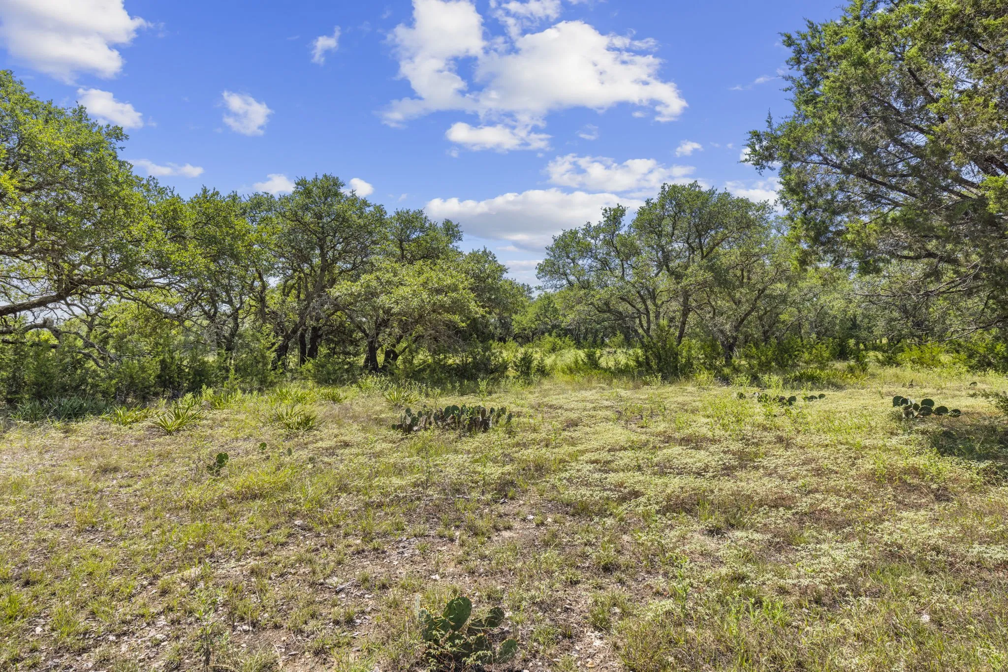 View of undeveloped land