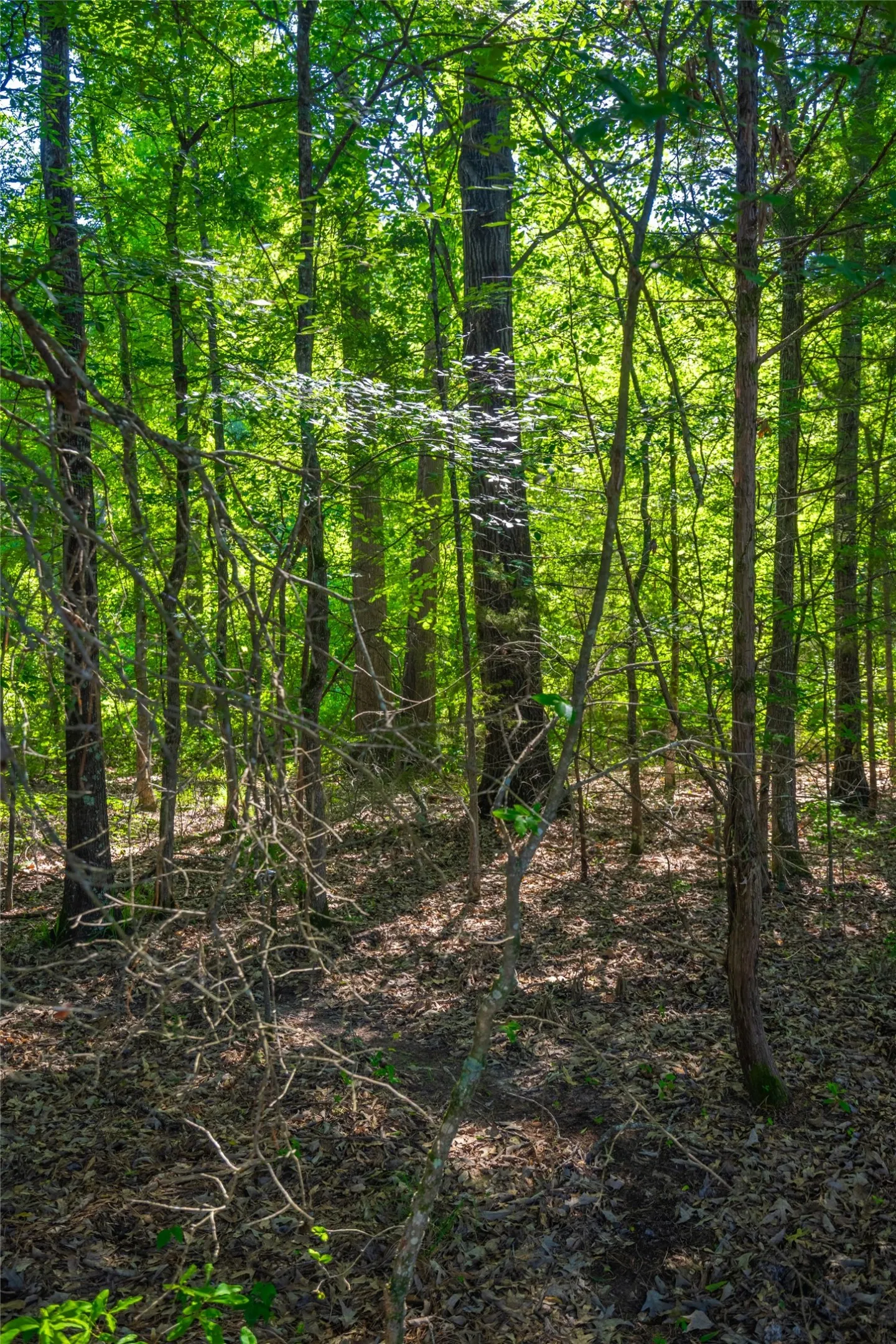 Ranch For Sale in Cass County , 0 County Road 2592, Marietta, Texas 75568, 0, 0, Garage spaces, 0 Sqft, built in 0, mls#21063181, Real Estate Agent in Marietta, Homes For Sale in Cass county, Homes For Sale in Marietta, Realtor in Marietta Texas, Real Estate Brokerage Independent Realty Texas, Luminita Cordes Realtor