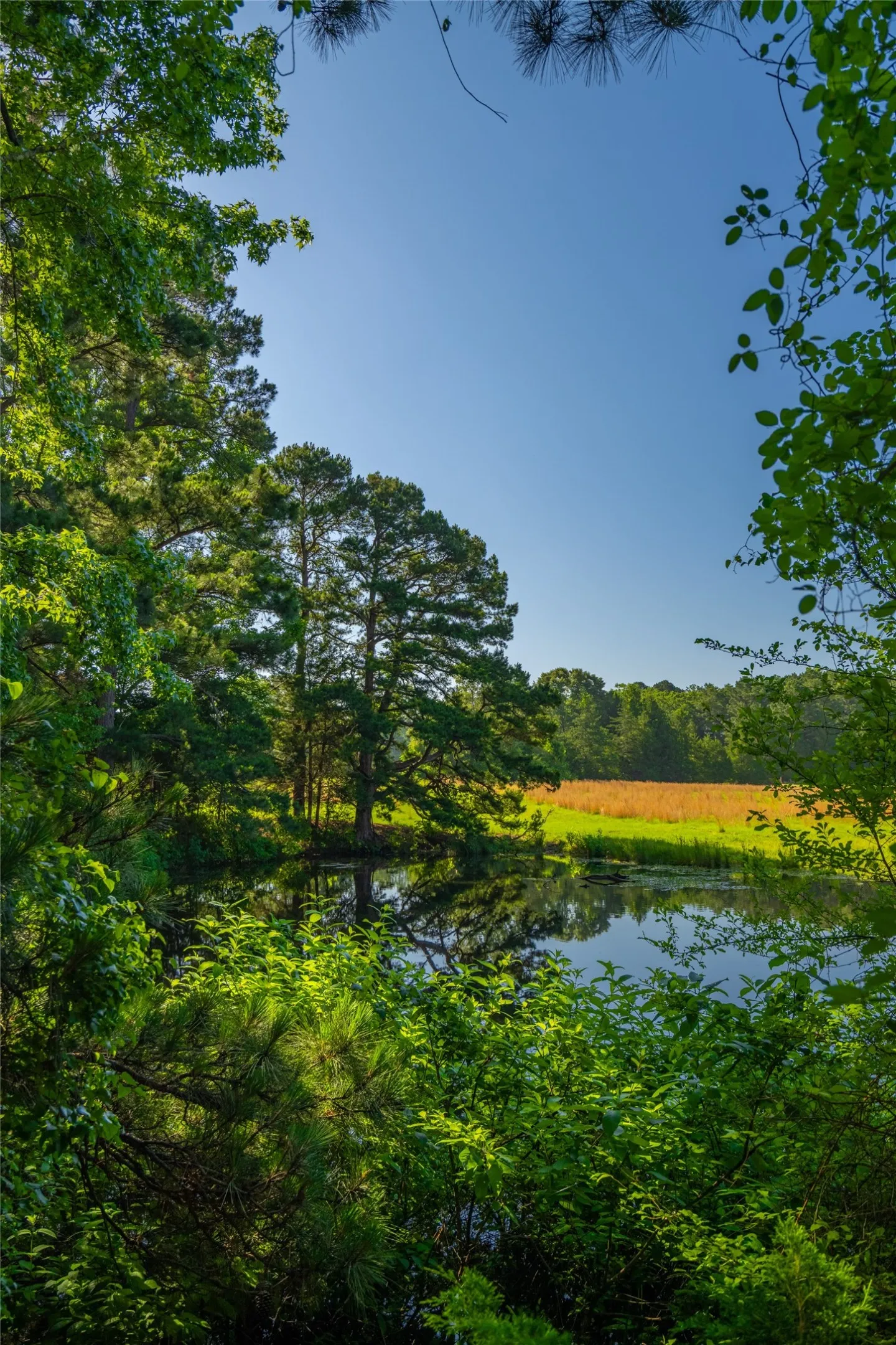 Ranch For Sale in Cass County , 0 County Road 2592, Marietta, Texas 75568, 0, 0, Garage spaces, 0 Sqft, built in 0, mls#21063181, Real Estate Agent in Marietta, Homes For Sale in Cass county, Homes For Sale in Marietta, Realtor in Marietta Texas, Real Estate Brokerage Independent Realty Texas, Luminita Cordes Realtor