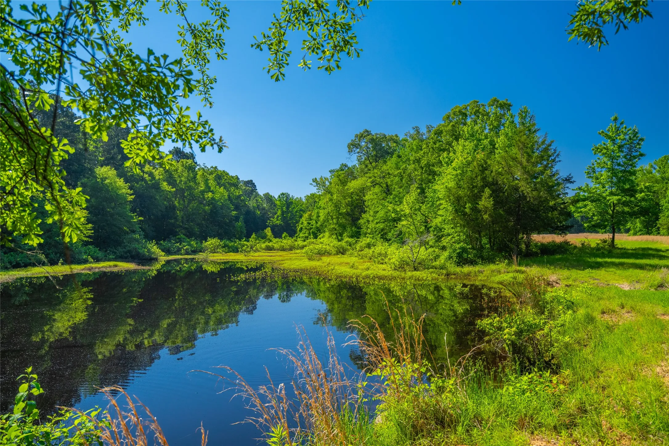 Ranch For Sale in Cass County , 0 County Road 2592, Marietta, Texas 75568, 0, 0, Garage spaces, 0 Sqft, built in 0, mls#21063181, Real Estate Agent in Marietta, Homes For Sale in Cass county, Homes For Sale in Marietta, Realtor in Marietta Texas, Real Estate Brokerage Independent Realty Texas, Luminita Cordes Realtor