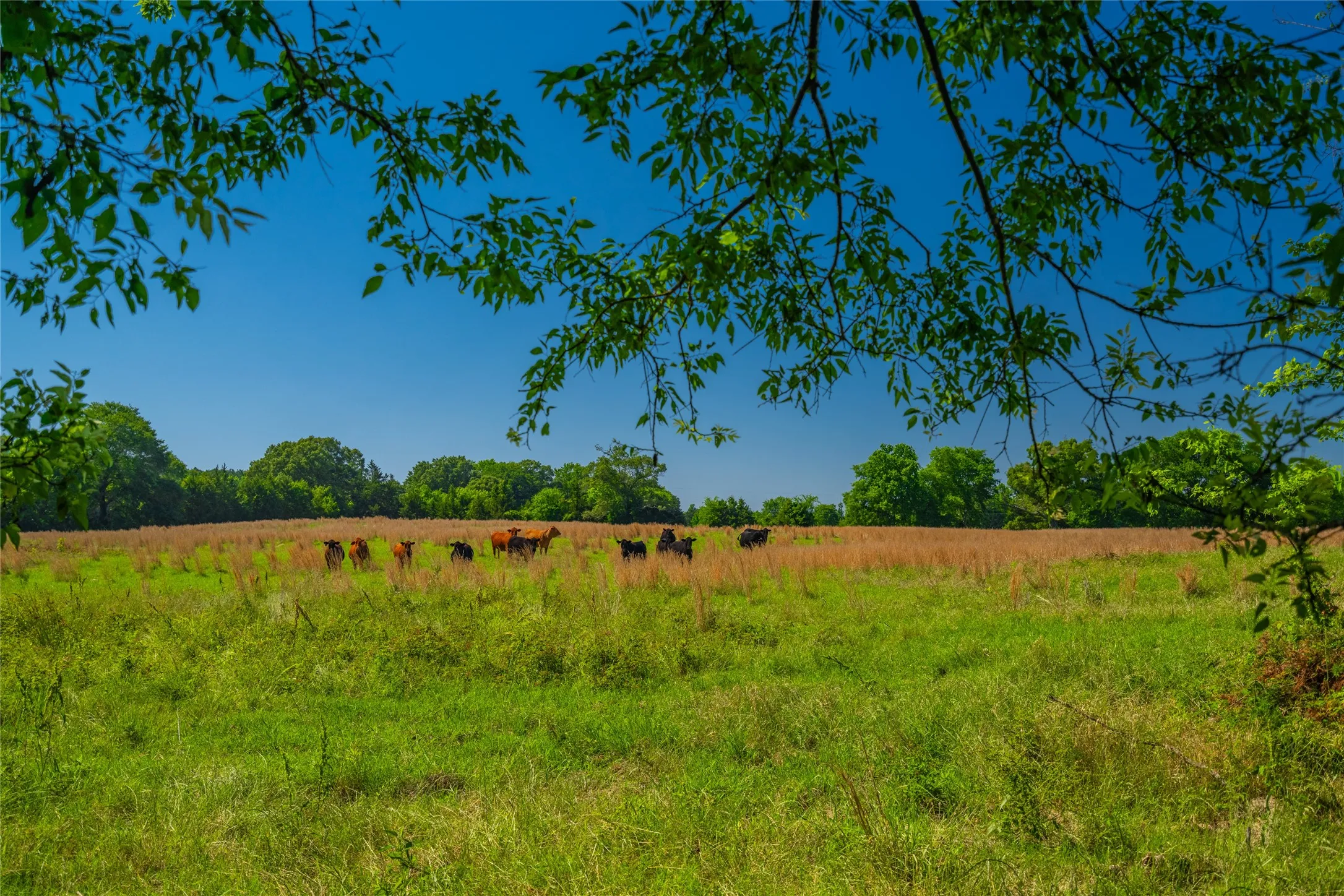 Ranch For Sale in Cass County , 0 County Road 2592, Marietta, Texas 75568, 0, 0, Garage spaces, 0 Sqft, built in 0, mls#21063181, Real Estate Agent in Marietta, Homes For Sale in Cass county, Homes For Sale in Marietta, Realtor in Marietta Texas, Real Estate Brokerage Independent Realty Texas, Luminita Cordes Realtor