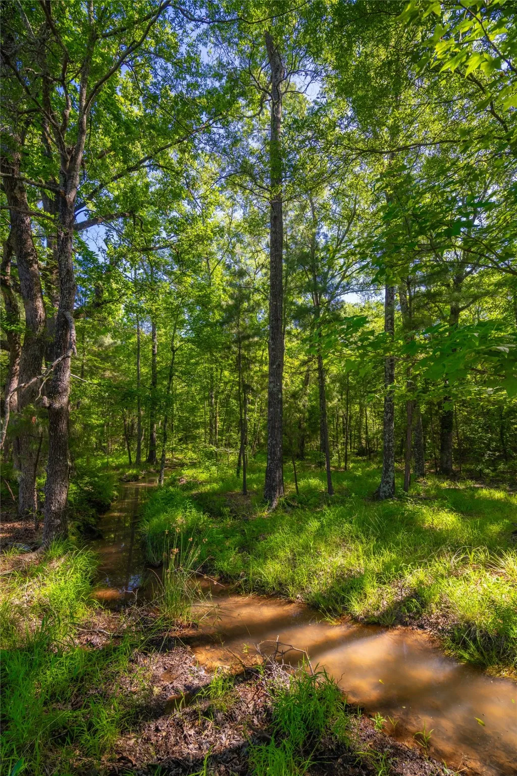 Ranch For Sale in Cass County , 0 County Road 2592, Marietta, Texas 75568, 0, 0, Garage spaces, 0 Sqft, built in 0, mls#21063181, Real Estate Agent in Marietta, Homes For Sale in Cass county, Homes For Sale in Marietta, Realtor in Marietta Texas, Real Estate Brokerage Independent Realty Texas, Luminita Cordes Realtor