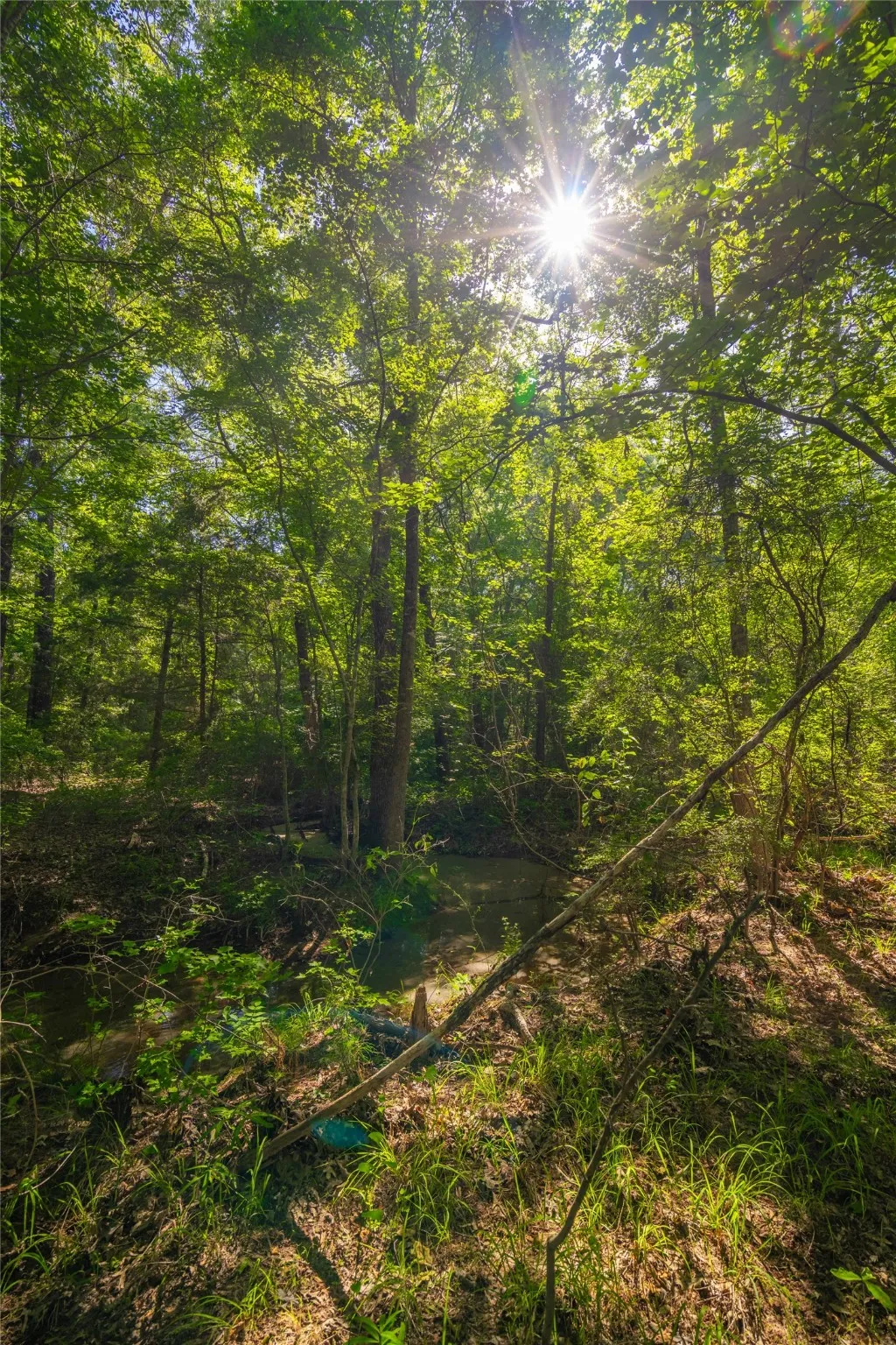 Ranch For Sale in Cass County , 0 County Road 2592, Marietta, Texas 75568, 0, 0, Garage spaces, 0 Sqft, built in 0, mls#21063181, Real Estate Agent in Marietta, Homes For Sale in Cass county, Homes For Sale in Marietta, Realtor in Marietta Texas, Real Estate Brokerage Independent Realty Texas, Luminita Cordes Realtor