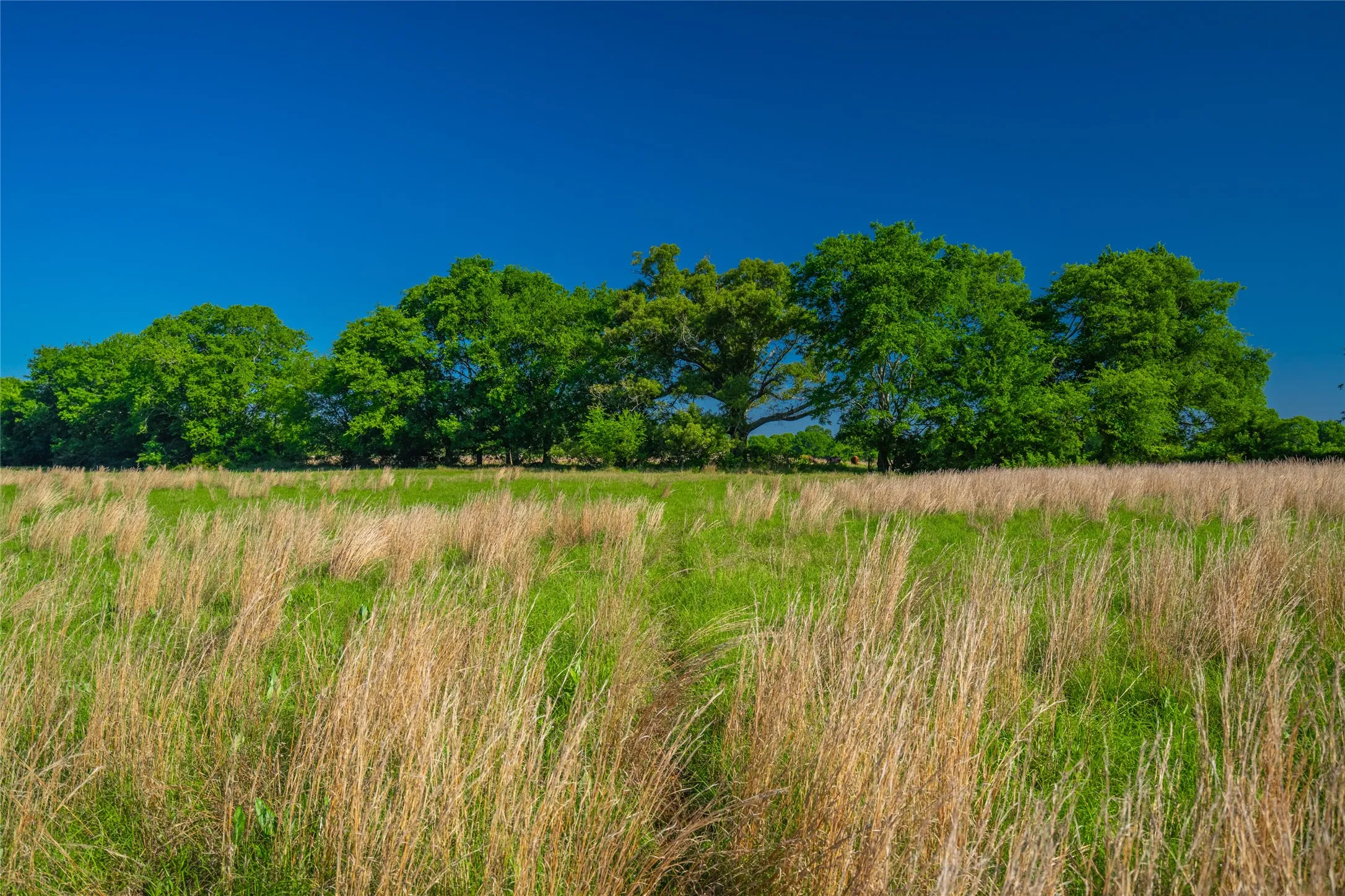Ranch For Sale in Cass County , 0 County Road 2592, Marietta, Texas 75568, 0, 0, Garage spaces, 0 Sqft, built in 0, mls#21063181, Real Estate Agent in Marietta, Homes For Sale in Cass county, Homes For Sale in Marietta, Realtor in Marietta Texas, Real Estate Brokerage Independent Realty Texas, Luminita Cordes Realtor