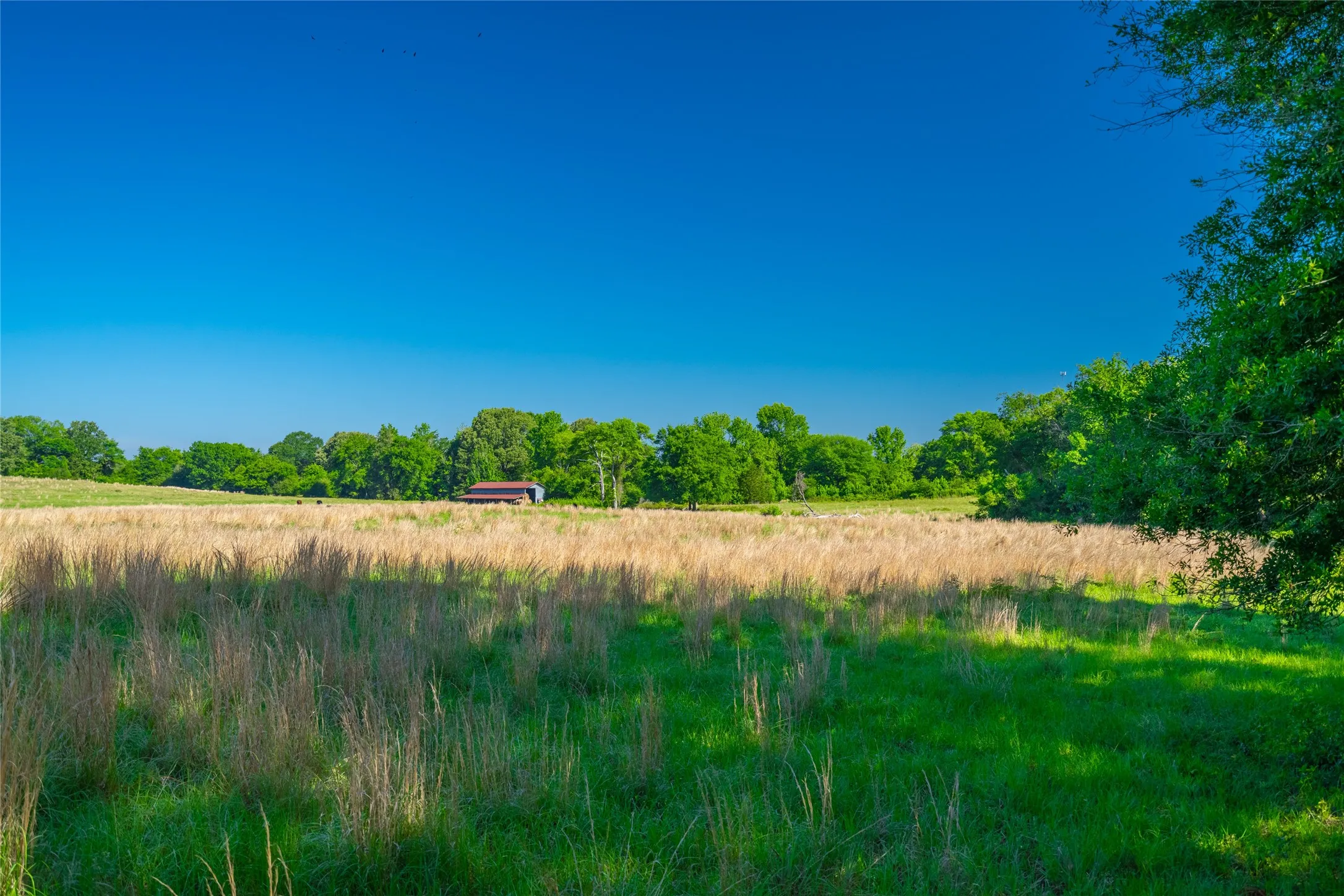 Ranch For Sale in Cass County , 0 County Road 2592, Marietta, Texas 75568, 0, 0, Garage spaces, 0 Sqft, built in 0, mls#21063181, Real Estate Agent in Marietta, Homes For Sale in Cass county, Homes For Sale in Marietta, Realtor in Marietta Texas, Real Estate Brokerage Independent Realty Texas, Luminita Cordes Realtor