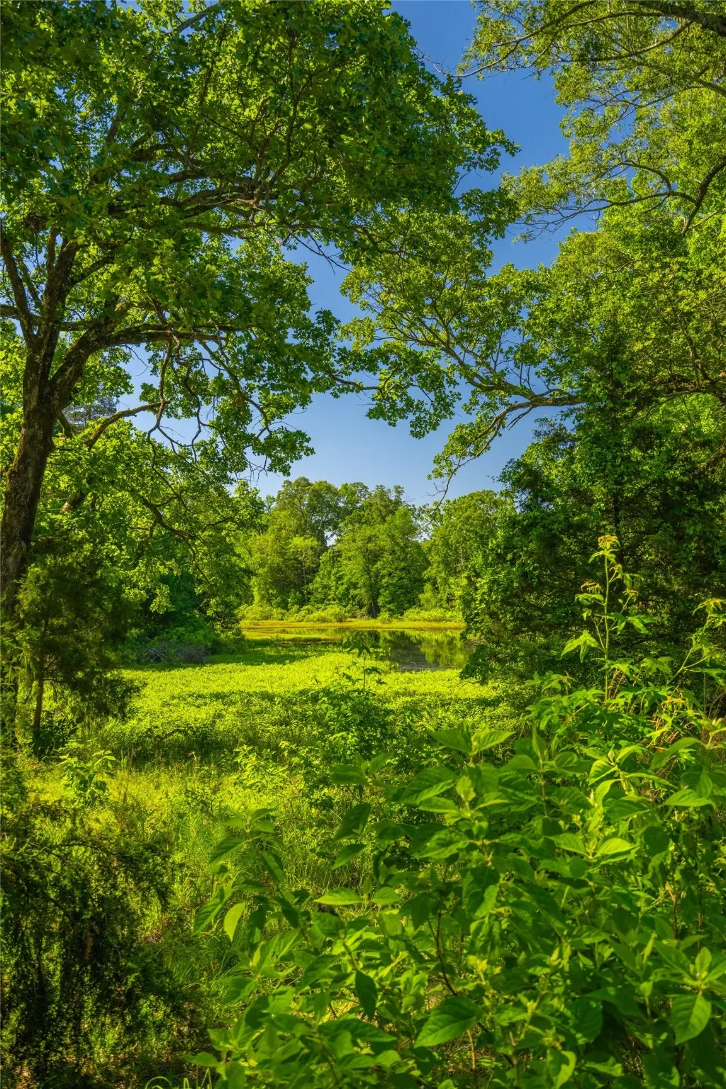 Ranch For Sale in Cass County , 0 County Road 2592, Marietta, Texas 75568, 0, 0, Garage spaces, 0 Sqft, built in 0, mls#21063181, Real Estate Agent in Marietta, Homes For Sale in Cass county, Homes For Sale in Marietta, Realtor in Marietta Texas, Real Estate Brokerage Independent Realty Texas, Luminita Cordes Realtor