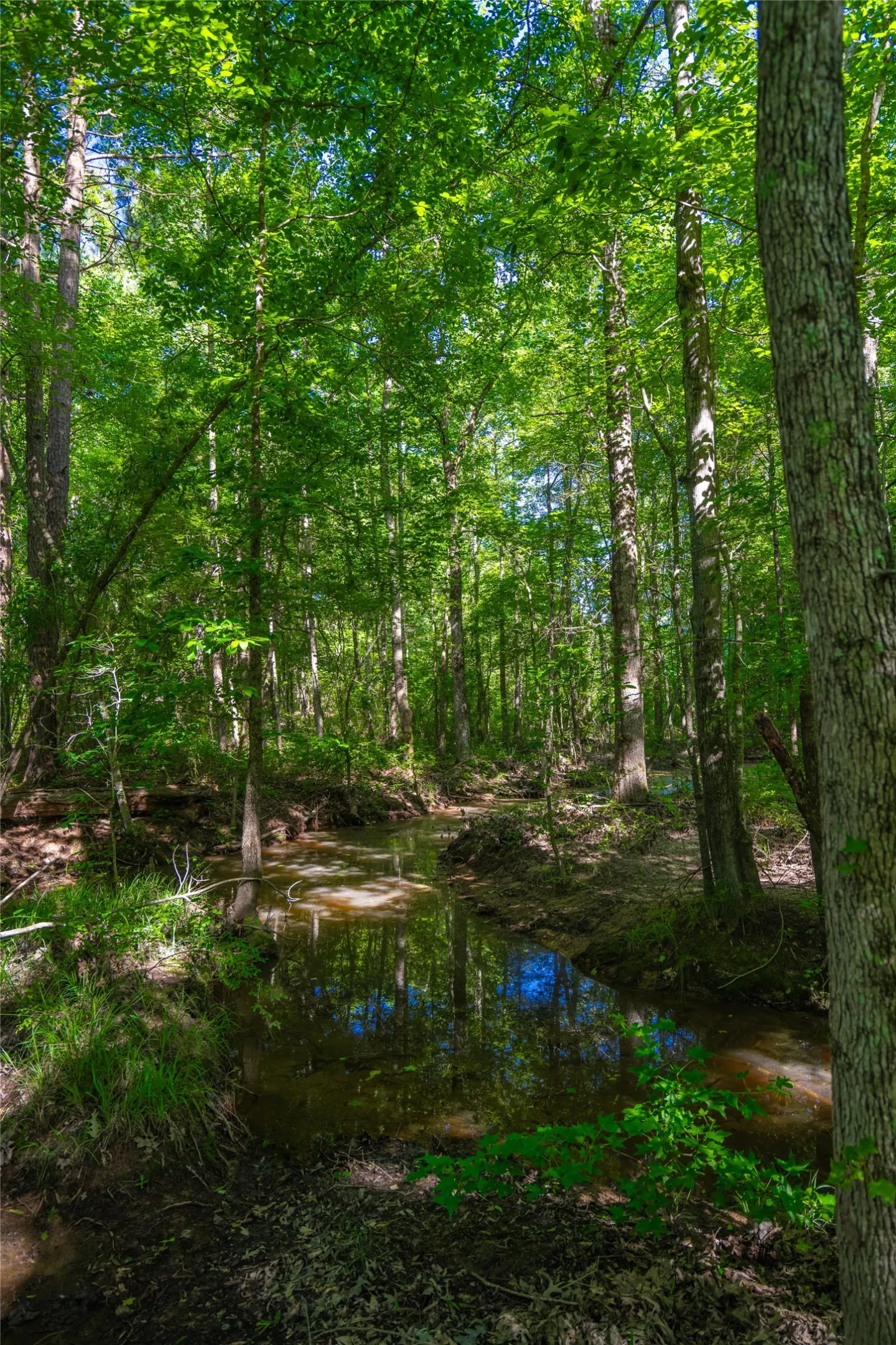 Ranch For Sale in Cass County , 0 County Road 2592, Marietta, Texas 75568, 0, 0, Garage spaces, 0 Sqft, built in 0, mls#21063181, Real Estate Agent in Marietta, Homes For Sale in Cass county, Homes For Sale in Marietta, Realtor in Marietta Texas, Real Estate Brokerage Independent Realty Texas, Luminita Cordes Realtor