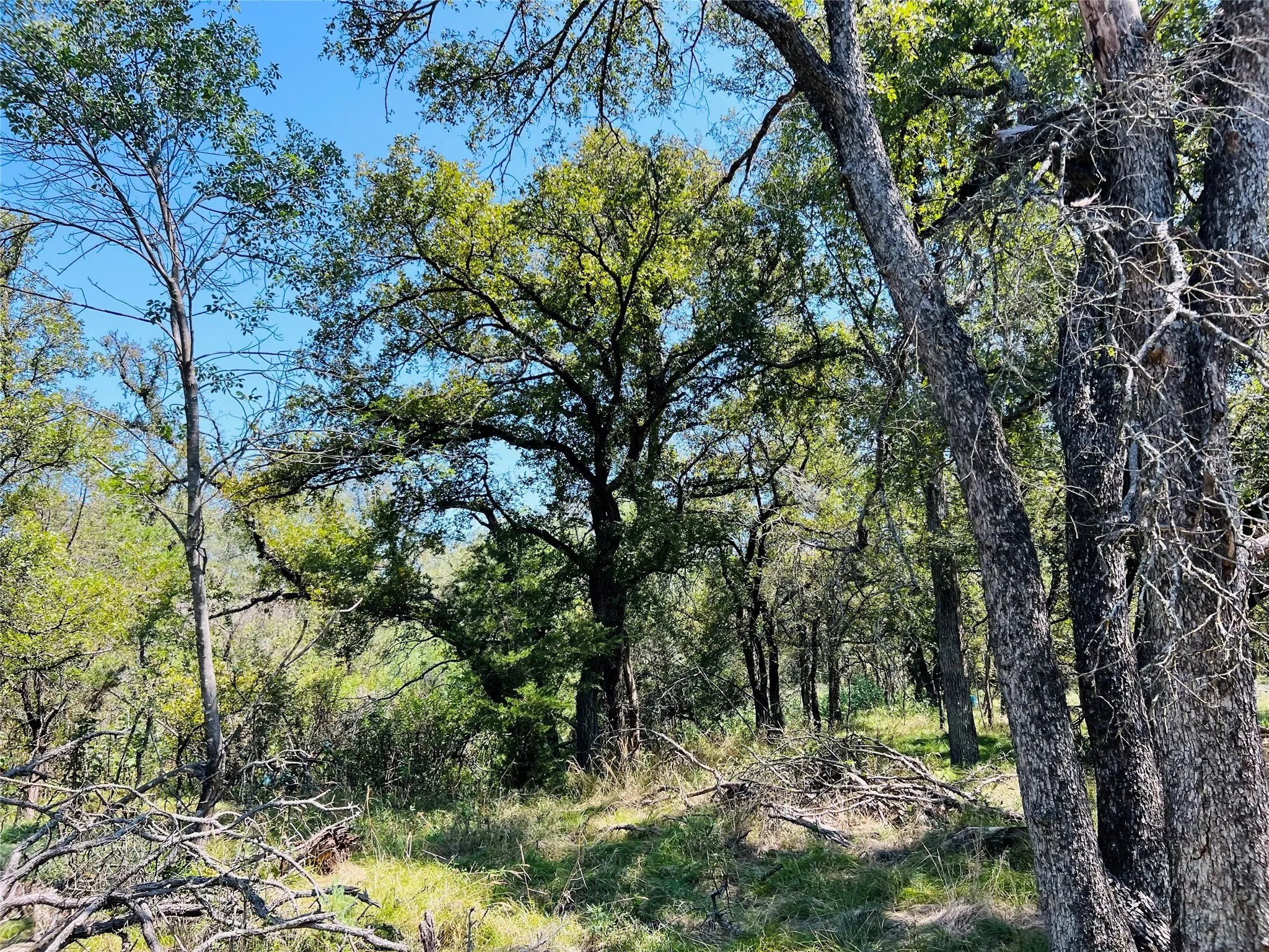 View of woods