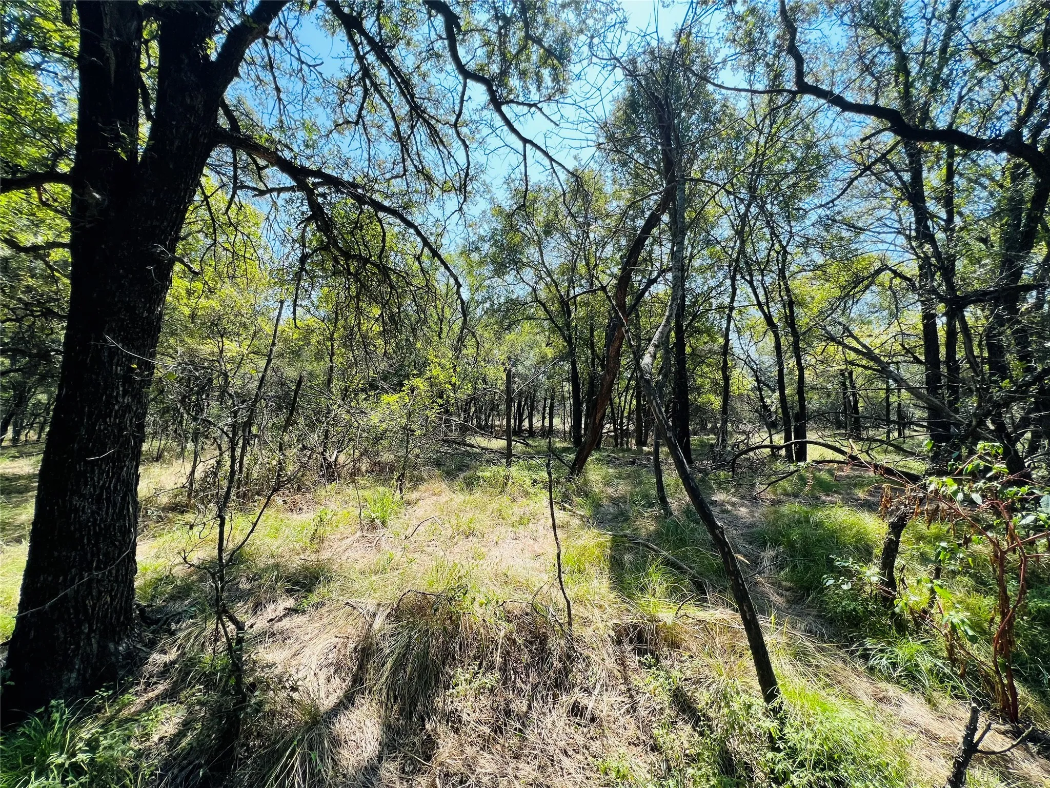 View of nature