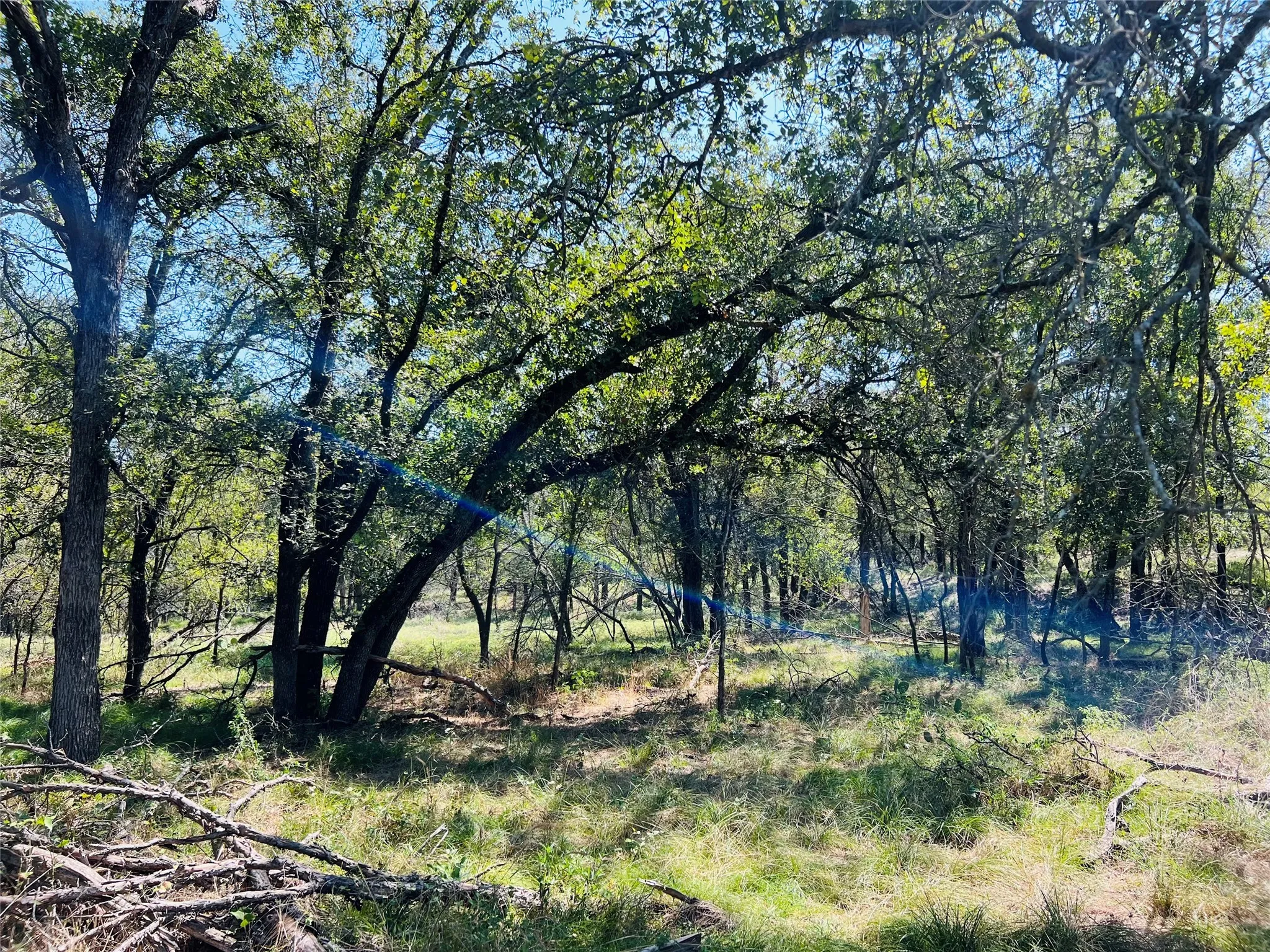 View of local wilderness
