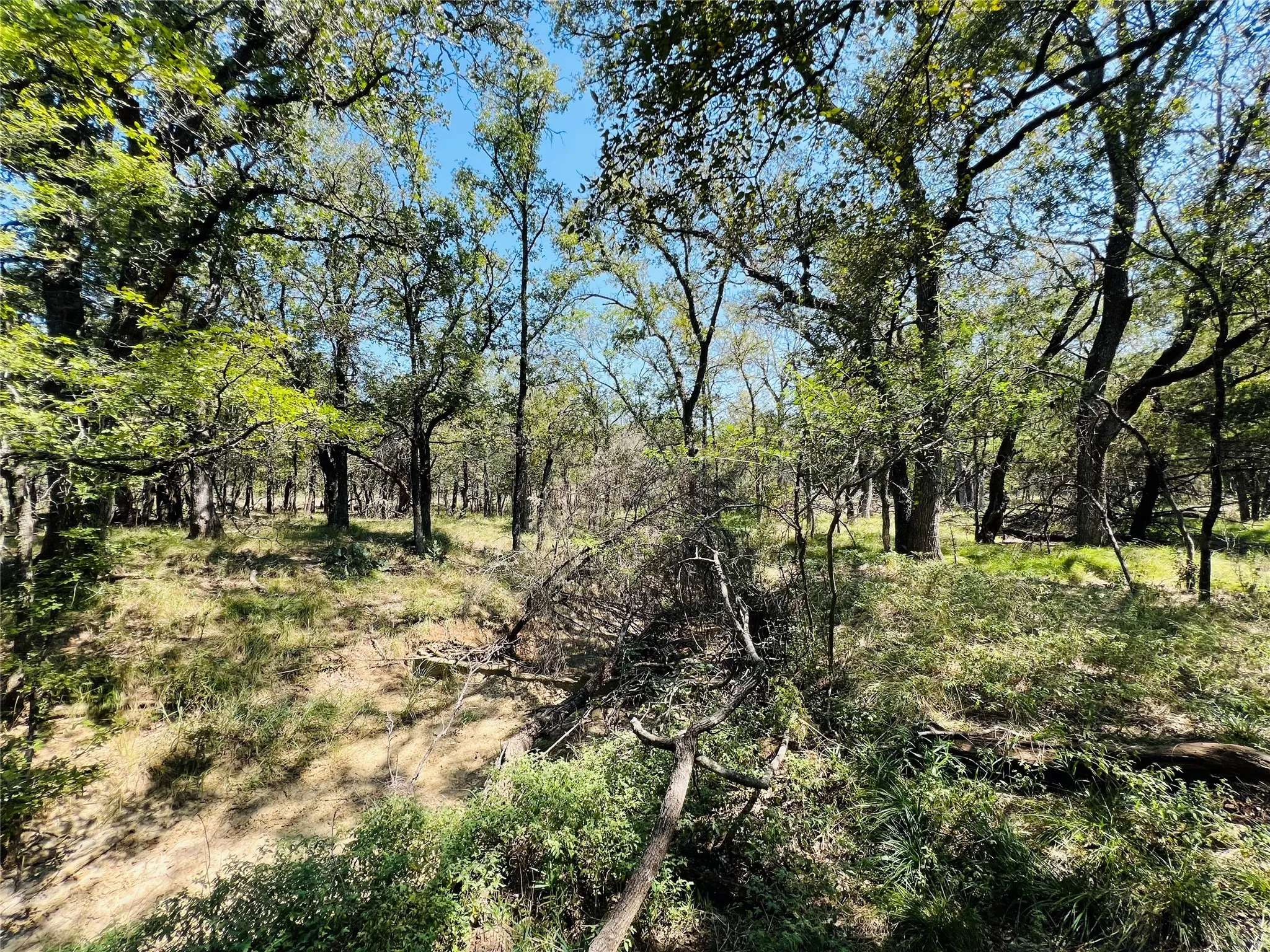 View of nature