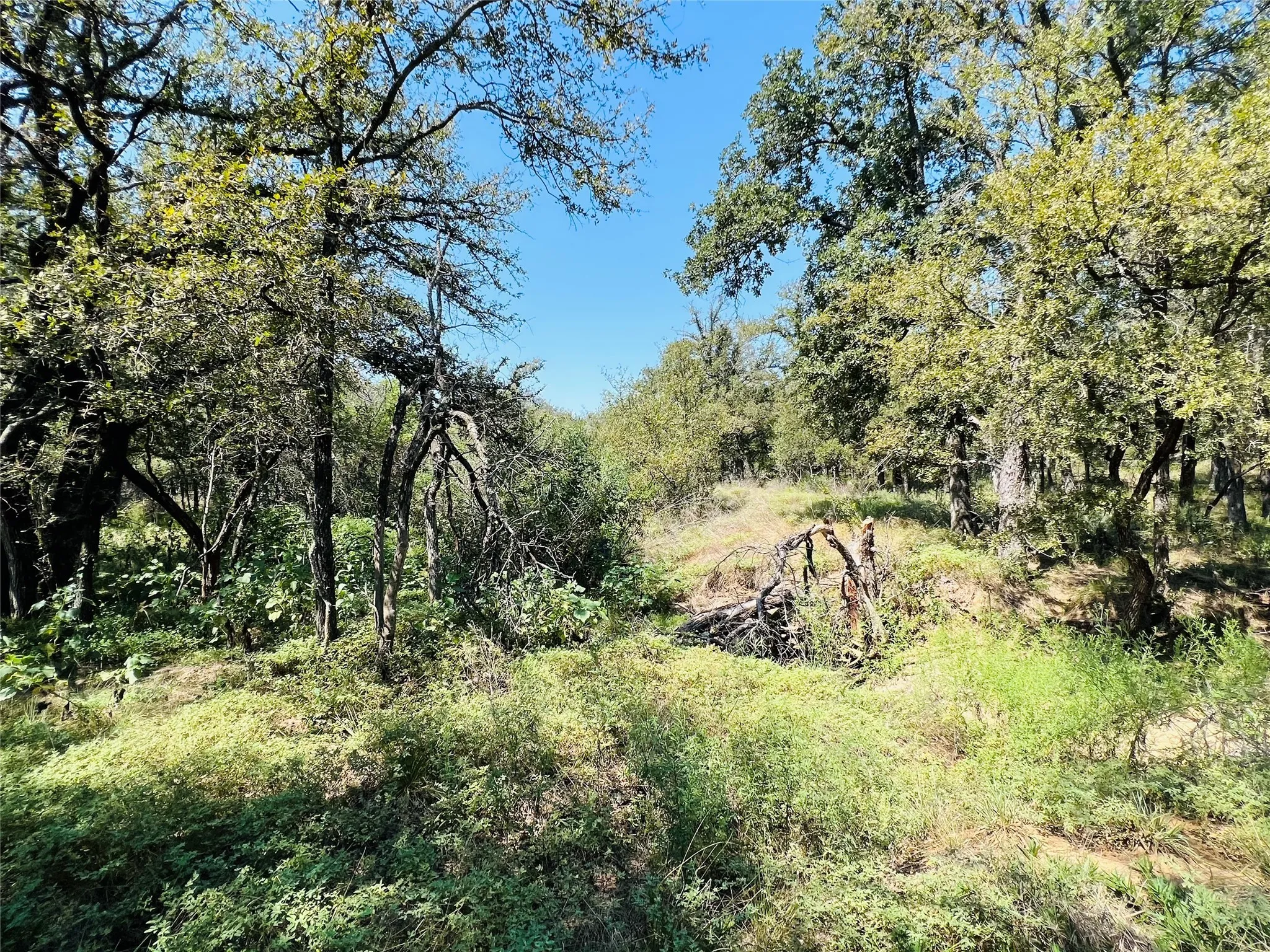 View of woods
