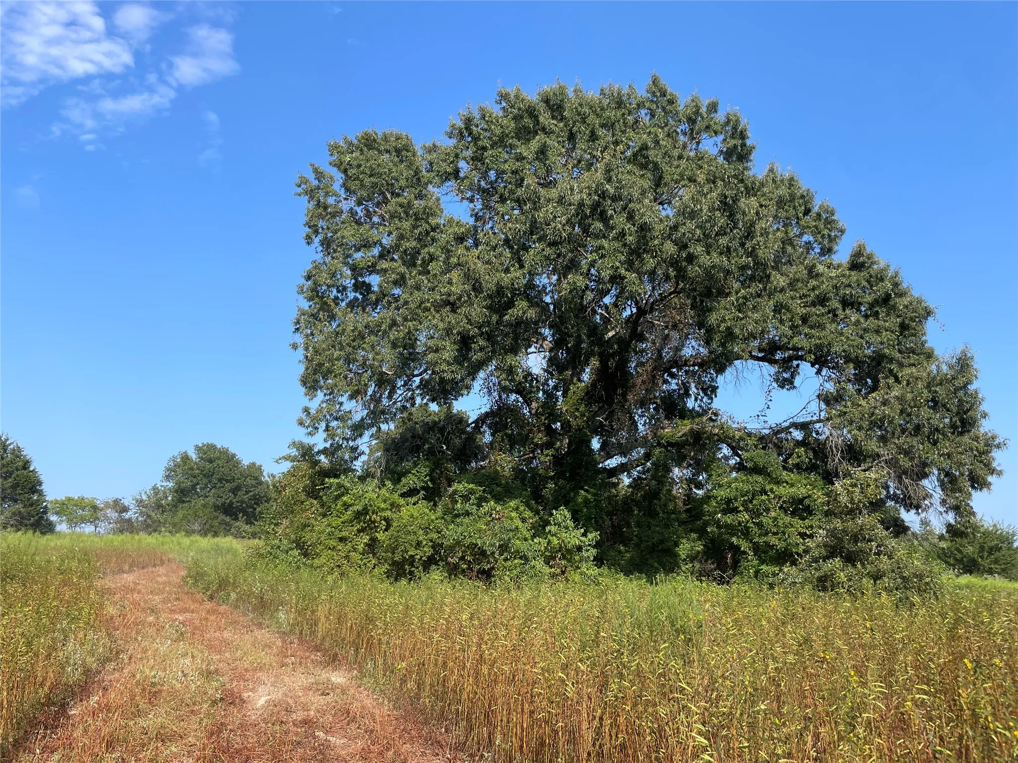 Unimproved Land For Sale in Anderson County , 0 County Road 305, Frankston, Texas 75763, 0, 0, Garage spaces, 0 Sqft, built in 0, mls#21065256, Real Estate Agent in Frankston, Homes For Sale in Anderson county, Homes For Sale in Frankston, Realtor in Frankston Texas, Real Estate Brokerage Independent Realty Texas, Luminita Cordes Realtor