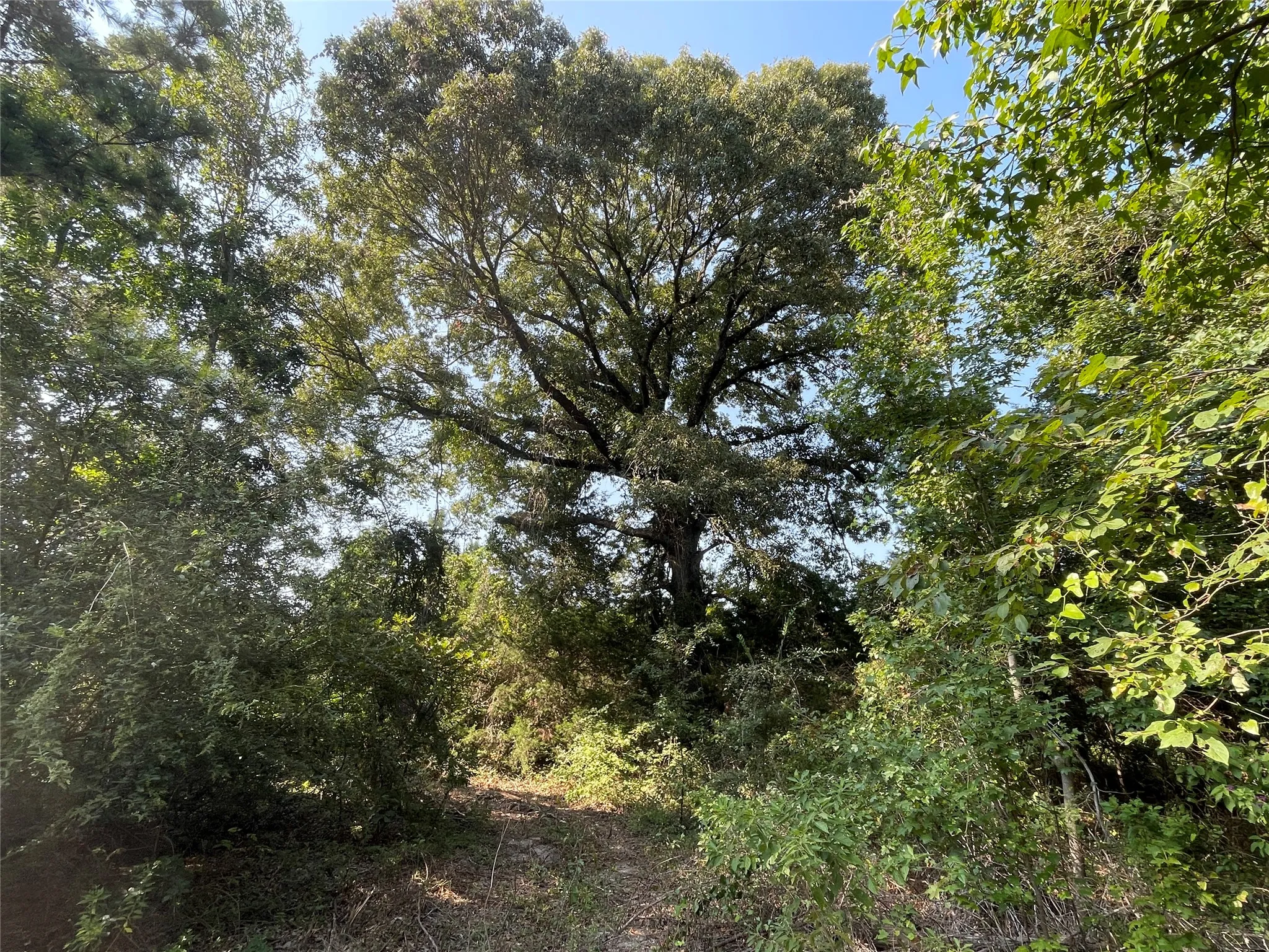 Unimproved Land For Sale in Anderson County , 0 County Road 305, Frankston, Texas 75763, 0, 0, Garage spaces, 0 Sqft, built in 0, mls#21065256, Real Estate Agent in Frankston, Homes For Sale in Anderson county, Homes For Sale in Frankston, Realtor in Frankston Texas, Real Estate Brokerage Independent Realty Texas, Luminita Cordes Realtor