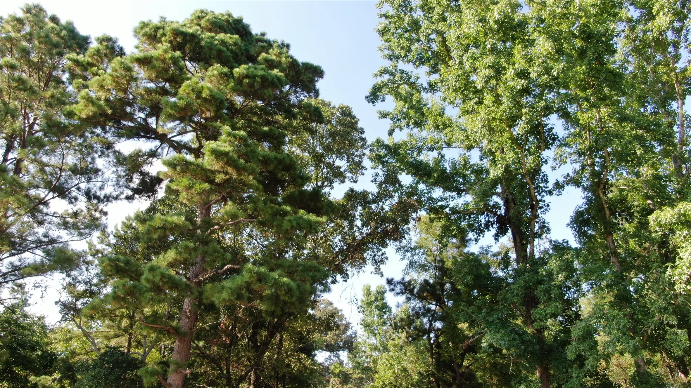 Unimproved Land For Sale in Anderson County , 0 County Road 305, Frankston, Texas 75763, 0, 0, Garage spaces, 0 Sqft, built in 0, mls#21065256, Real Estate Agent in Frankston, Homes For Sale in Anderson county, Homes For Sale in Frankston, Realtor in Frankston Texas, Real Estate Brokerage Independent Realty Texas, Luminita Cordes Realtor