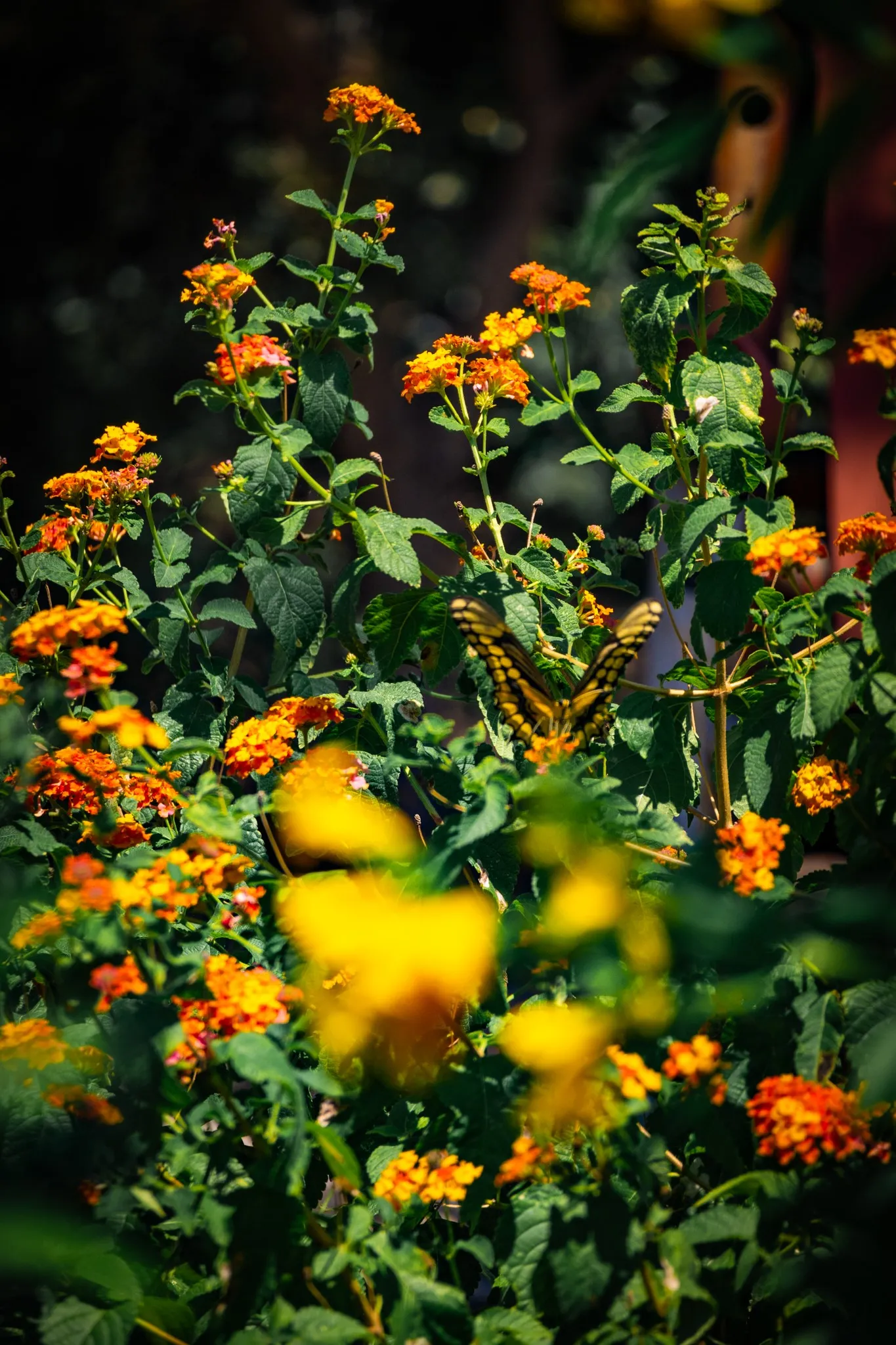 Butterflies in the lantanas are a beauty to observe!