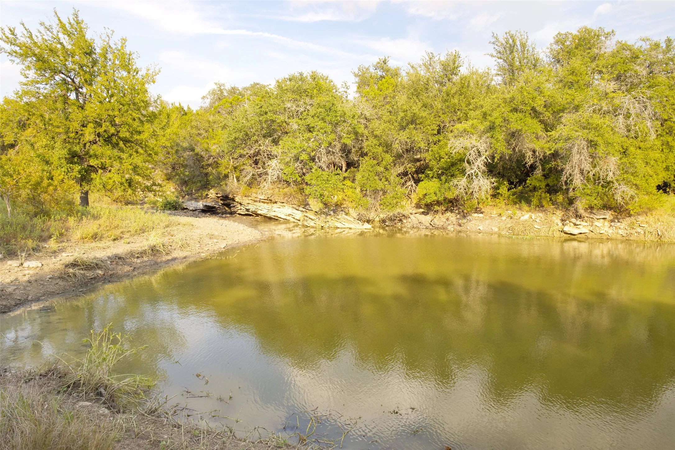 Water view with a forest
